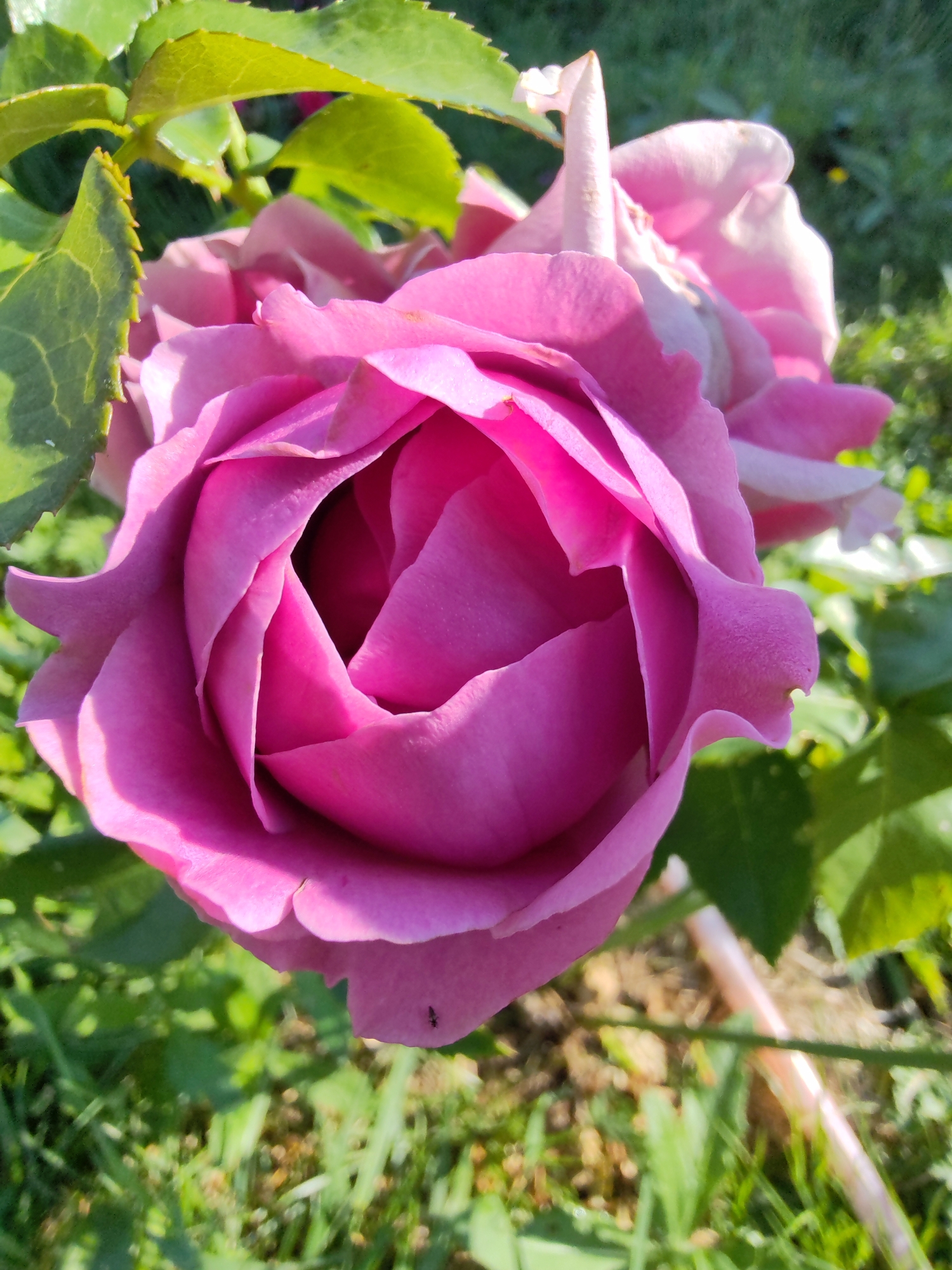 A close-up, top-down view of a blooming pink rose captures its intricate petal structure. The rose is the primary subject, filling most of the frame. To the left and top, vibrant green rose leaves are visible, some catching the sunlight. The background consists of blurred green grass and foliage, suggesting an outdoor garden setting. A hint of a light-colored object, possibly a garden stake, is visible in the lower right quadrant. An ant is present on one of the rose petals in the lower left portion of the image. The scene is set in Чухлэм, Russia.