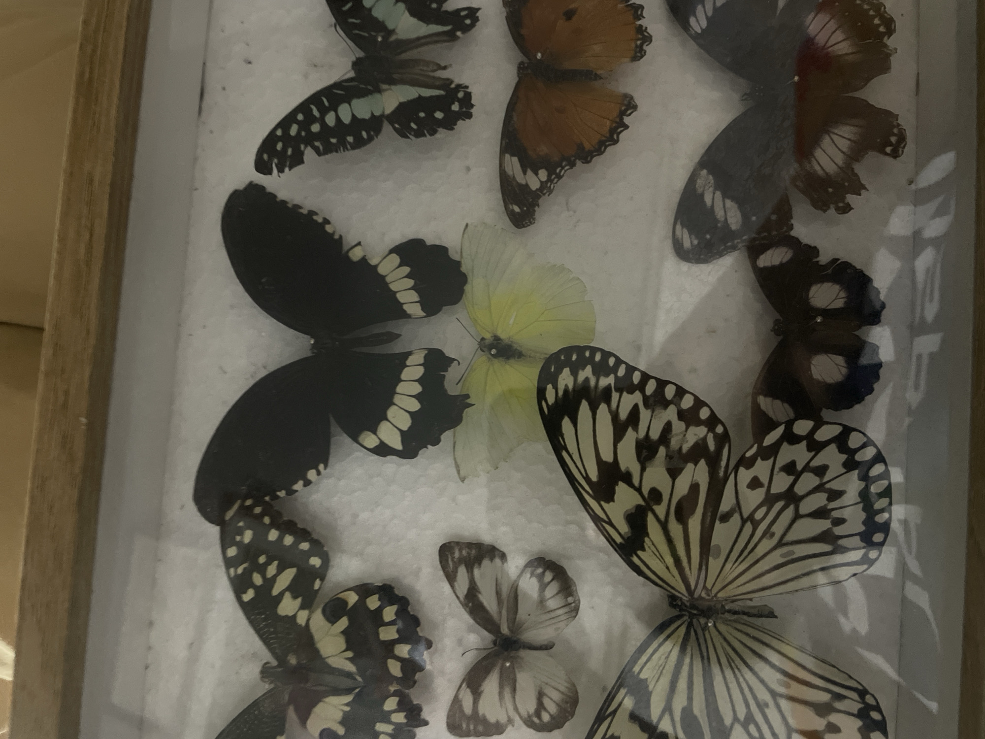 An overhead shot depicts nine meticulously pinned butterflies and moths, arranged within a glass-covered, wooden-framed entomological display case. The specimens are mounted against a white, subtly textured foam board or similar backing.
From left to right across the top row:
1. A black butterfly with numerous irregular pale yellow spots on its hindwings and smaller white markings on its forewings.
2. A large, predominantly black butterfly featuring broad white markings along the edges of its hindwings and smaller white patches on its forewings.
3. A black butterfly with prominent blue-green patches and spots on its wings.
From left to right across the middle row:
1. A smaller, light brown and white butterfly with distinct banding patterns across its wings.
2. A solid pale yellow butterfly with subtle veining.
3. A medium-sized butterfly with rich orange-brown forewings and darker brown hindwings, edged with white and black markings.
From left to right across the bottom row:
1. A large, striking butterfly with translucent white wings prominently veined in black, and irregular black markings.
2. A dark brown butterfly with several prominent white oval spots on its wings.
3. A dark brown butterfly with its hindwings featuring a reddish-brown coloration towards the body, edged with lighter spots.
Reflections are visible on the clear top surface, indicative of a glass or acrylic cover protecting the specimens. The wooden frame of the case is visible along the top and bottom edges of the image. No individuals are present or engaged in any action within the frame. This display is located in Davao City, Philippines.