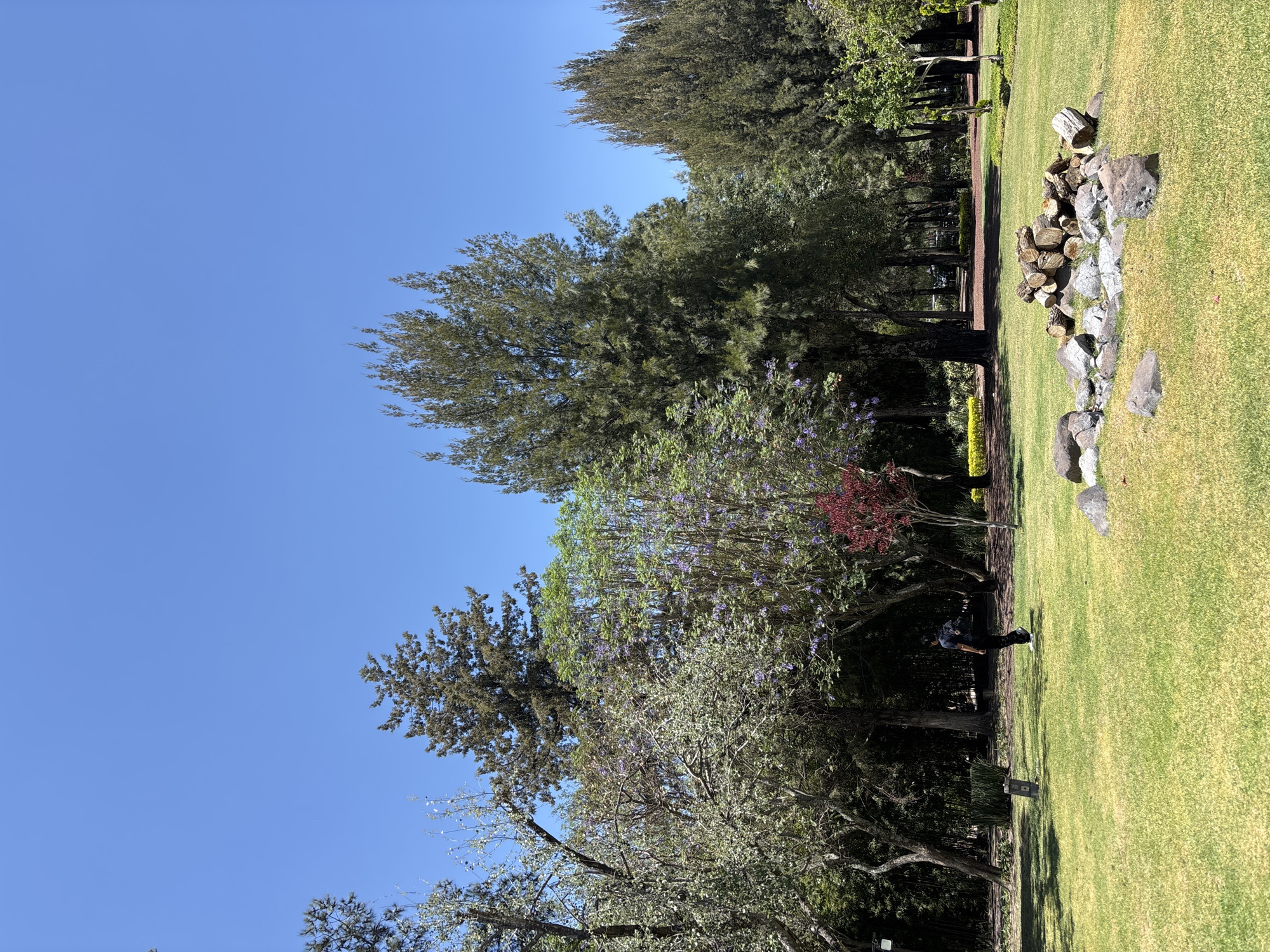 The image shows a park in San Andrés Cholula, Mexico. A clear blue sky is visible above a row of trees with varying foliage, including some with purple flowers and a small tree with red leaves. The trees border a large, grassy area. A small pile of stacked logs and rocks sits on the grass. A person wearing dark clothing is standing near the edge of the trees.