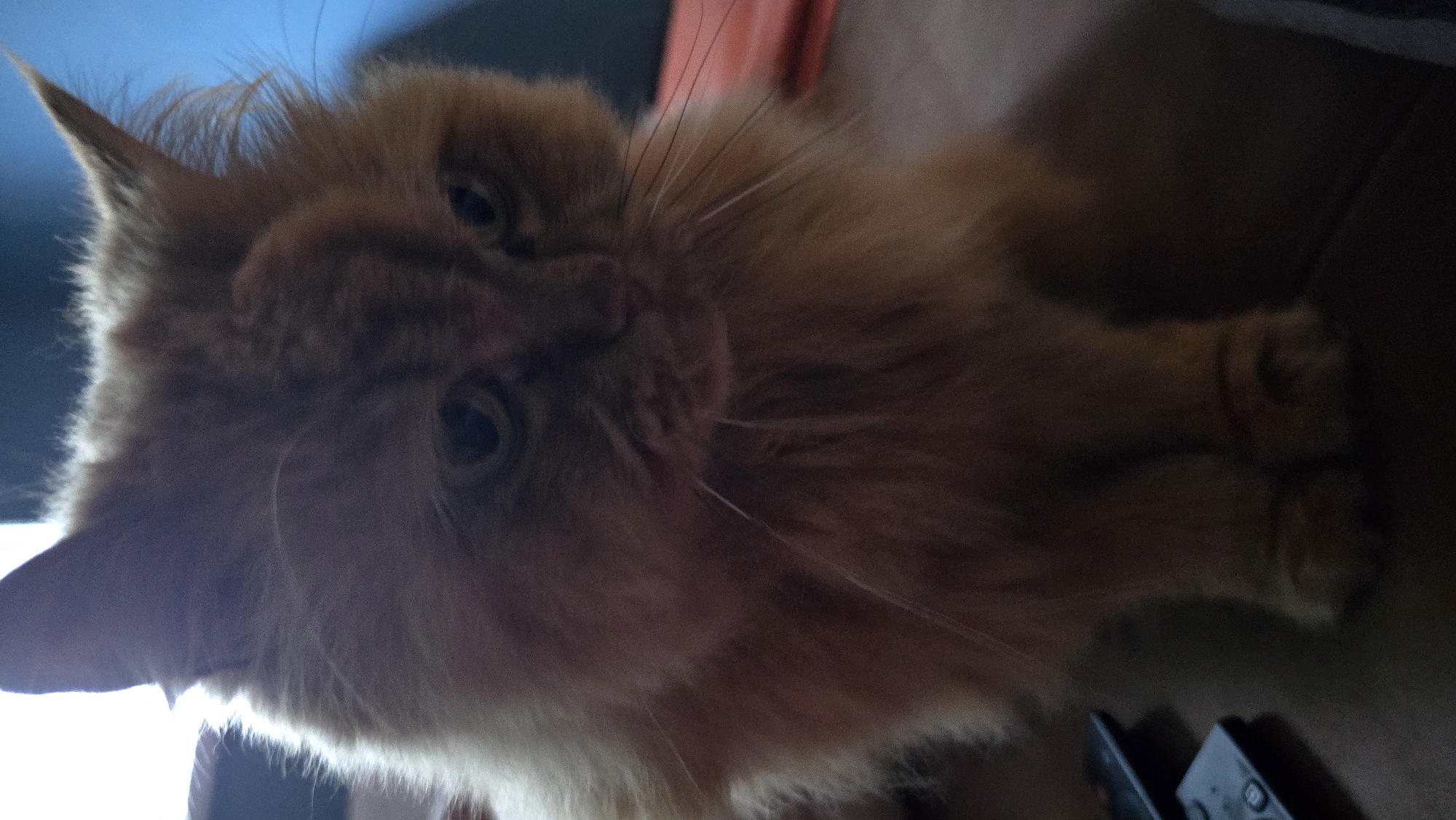 A ginger long-haired cat sits on a dark wooden surface. The cat is facing forward and is mostly in focus, though the image has a low resolution and is slightly blurred. The cat's eyes are open and looking forward. In the foreground, on the left side of the image, two black remote controls are visible. The background is out of focus and shows a blue and orange area. No specific location in Kaliningrad, Russia can be determined from the image.