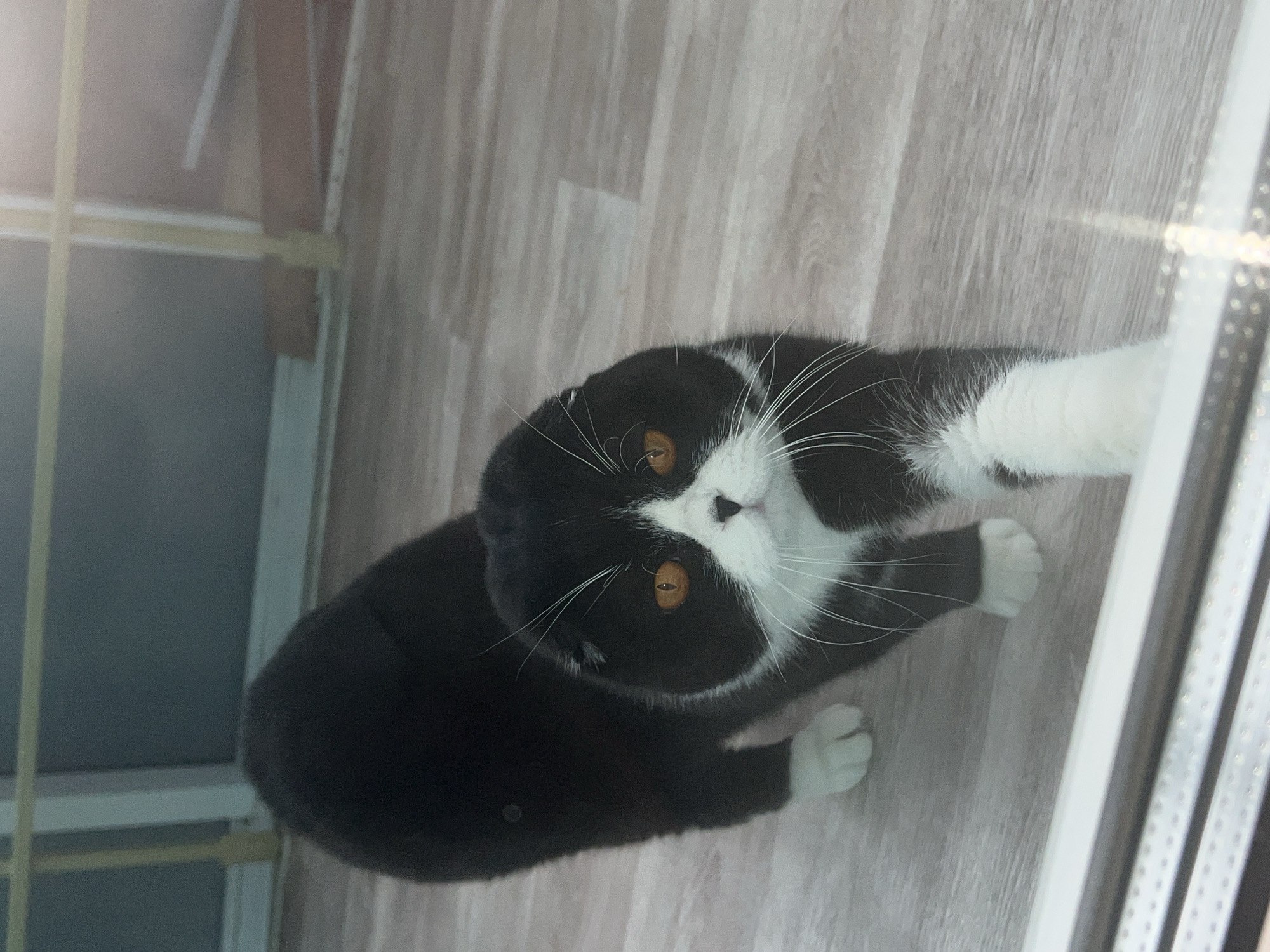A curious black and white cat is prominently featured in an indoor setting, looking directly at the viewer. The cat has striking amber-orange eyes, a white muzzle and chest, and white paws, contrasting with its predominantly black fur. Its long white whiskers are clearly visible, fanning out from its face. The cat appears to be a Scottish Fold due to its distinctive round face and the implied ear structure.
The cat is positioned on a light-colored, wood-textured floor, possibly laminate or vinyl planking. Its body is slightly stretched forward, with its front paws extended towards the camera, while its back legs are tucked beneath it. This posture suggests alertness, curiosity, or perhaps a playful invitation.
In the background, to the right side of the frame, a window or glass door with white framing is visible, creating bright reflections and light streaks on its surface. This indicates a well-lit indoor environment, likely during the daytime. The surrounding area behind the cat and window appears to be a plain wall or out-of-focus interior. The overall scene conveys a sense of domesticity and warmth. There is no visible text in the image. The general setting is consistent with a modern interior, possibly in Perm, Russia, as suggested by the provided context.