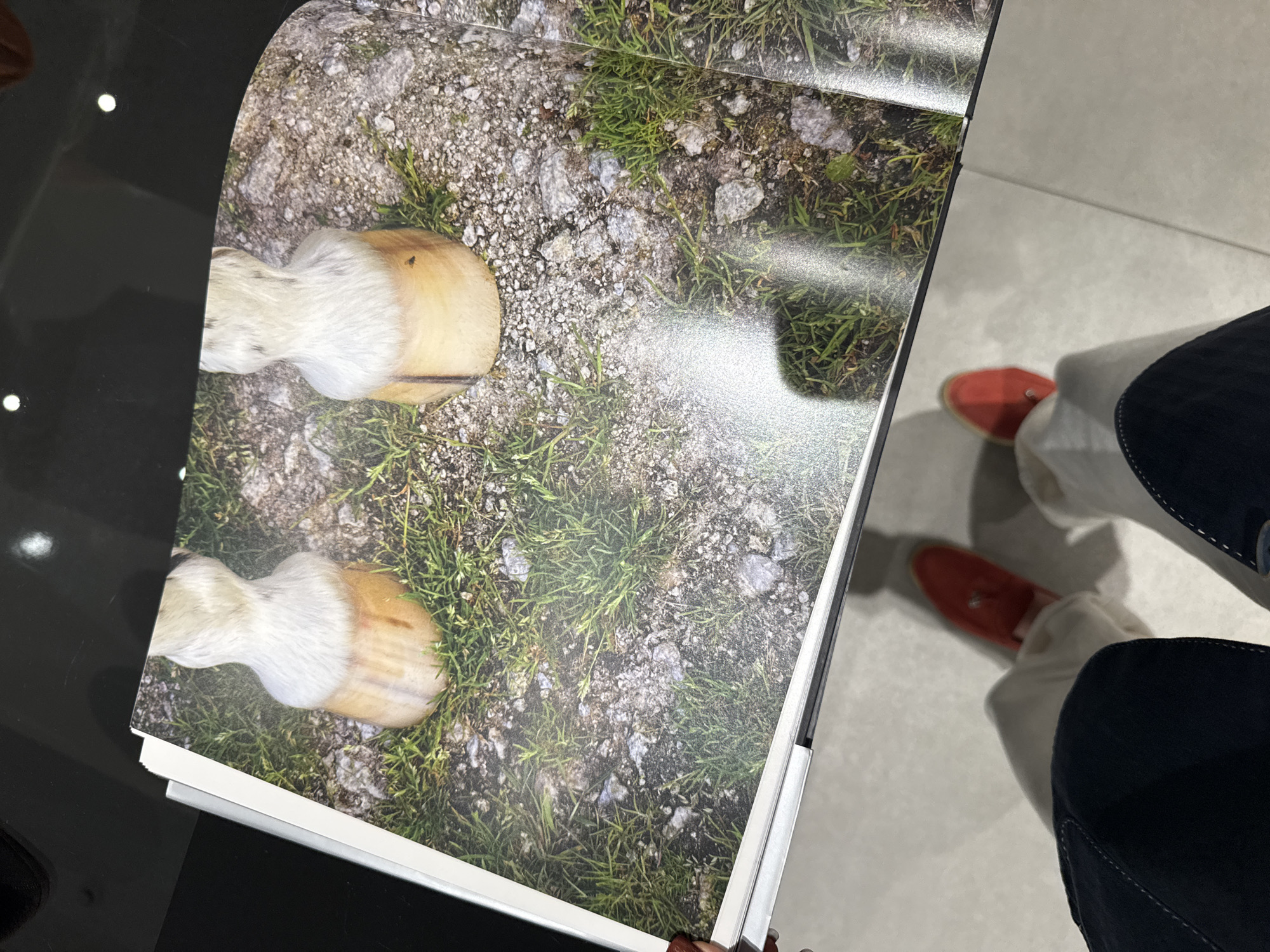 A person stands on a light gray tiled floor, wearing dark blue trousers, white socks, and red-orange casual shoes. The person is holding open a book or magazine with a photo depicting two horse hooves with white fur and tan colored hooves set on a background of gray rocks, pebbles, and green grass. The book rests on a glossy black surface, potentially a table or display. The scene is indoors, with the flooring suggesting a contemporary or commercial space. There is no discernible evidence to suggest the location is in Dubai, United Arab Emirates.