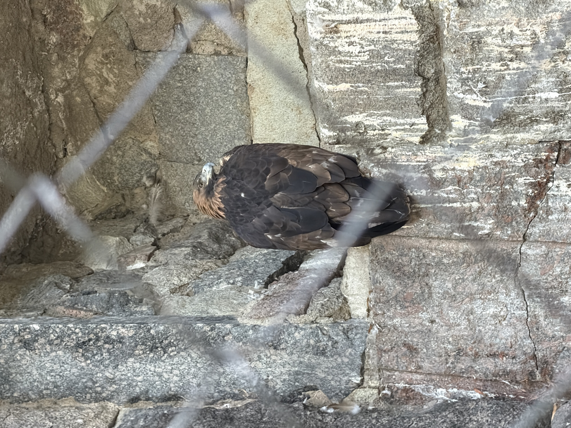 A medium shot captures a golden eagle perched on a rough-hewn stone ledge, its dark brown feathers contrasting with its lighter brown head and neck. The eagle is facing to the left, with its head turned slightly towards the camera, revealing a sharp, hooked beak and a keen eye. The background consists of a textured stone wall, likely part of an enclosure, with varying shades of gray and brown. Faint horizontal wires are visible across the frame, suggesting the presence of a fence or cage. The overall impression is one of a wild bird in a captive environment. The location is unspecified.