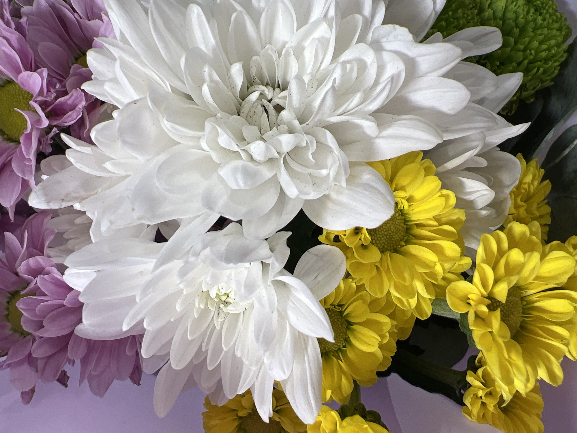 This is a close-up, eye-level, medium shot of a bouquet of chrysanthemums. The bouquet features large white chrysanthemums with delicate, layered petals. Interspersed are smaller, bright yellow chrysanthemums, and to the left, there are hints of purple chrysanthemums with their pointed petals. A vibrant green chrysanthemum is visible in the upper right corner, adding another textural element. The flowers are tightly arranged, creating a full and lush effect. The lighting is soft and diffused, highlighting the intricate details of the petals and the varied textures within the bouquet. The background is a soft, out-of-focus light purple, which complements the colors of the flowers. No people are visible in the image, and the focus is entirely on the floral arrangement. There is no visible text. The image evokes a sense of natural beauty and floral artistry.