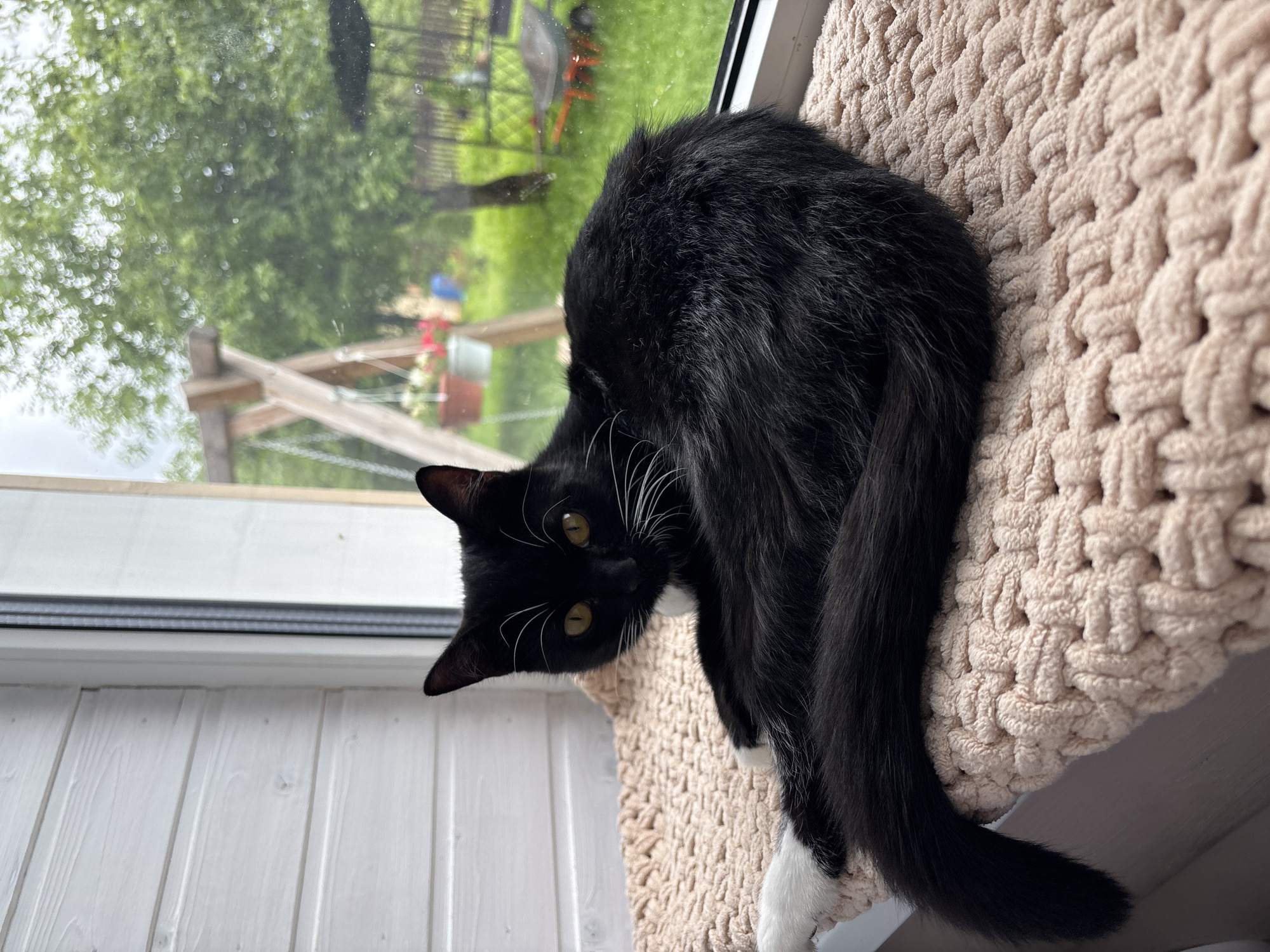 A black and white cat is curled up on a textured, light-colored mat in front of a window. The cat is mostly black with white paws and chest. Its eyes are a striking yellow-green, and it looks directly at the camera with a curious expression. White whiskers fan out from its face.
The setting appears to be indoors, near a window that looks out onto a garden or yard. Through the window, a green, leafy tree is visible, suggesting it's daytime, likely during warmer months. The outdoor scene is somewhat blurred, but hints of garden structures, possibly a wooden fence or trellis, and some colorful objects like red flowers in planters can be discerned. The weather outside appears overcast or it's early morning/late evening, as the light is soft and diffused, and the sky is not clearly visible. The interior features white wooden paneling below the window sill and the light-colored mat the cat is resting on. The cat seems relaxed and comfortable in its spot. There is no visible text in the image.