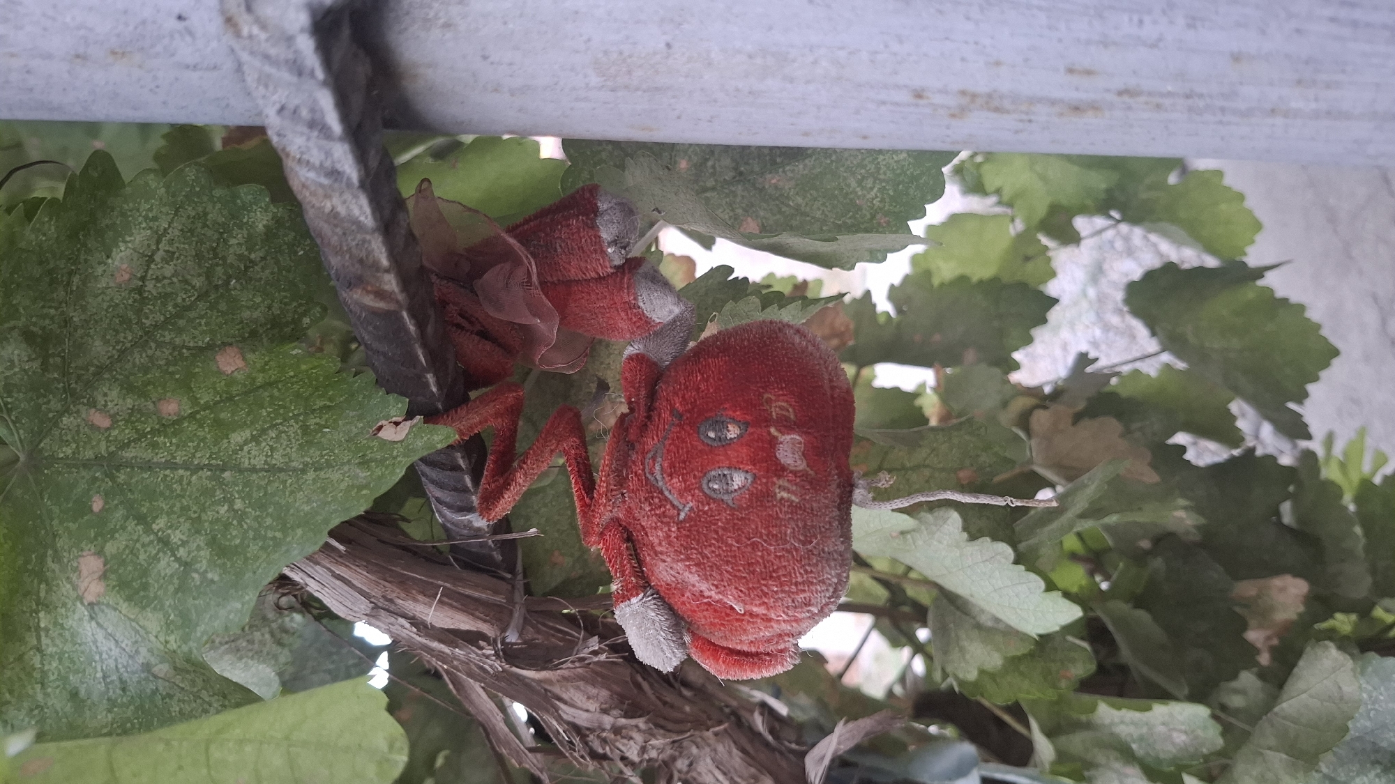 A fuzzy red stuffed toy, resembling a cartoon crab, hangs suspended by its wire legs from a metal bar. The toy has a round body with a white-rimmed black mouth and wide, cartoonish eyes with black pupils. Two grey fuzzy ear-like attachments protrude from the sides of its head. The toy is surrounded by green leaves, some of which appear to have light brown spots. A thick, brown, dried vine is visible behind the toy, and to the right, a weathered, grey cylindrical post stands vertically. The overall environment suggests an outdoor setting, possibly a garden or a yard, in Шұбарсу, Kazakhstan.