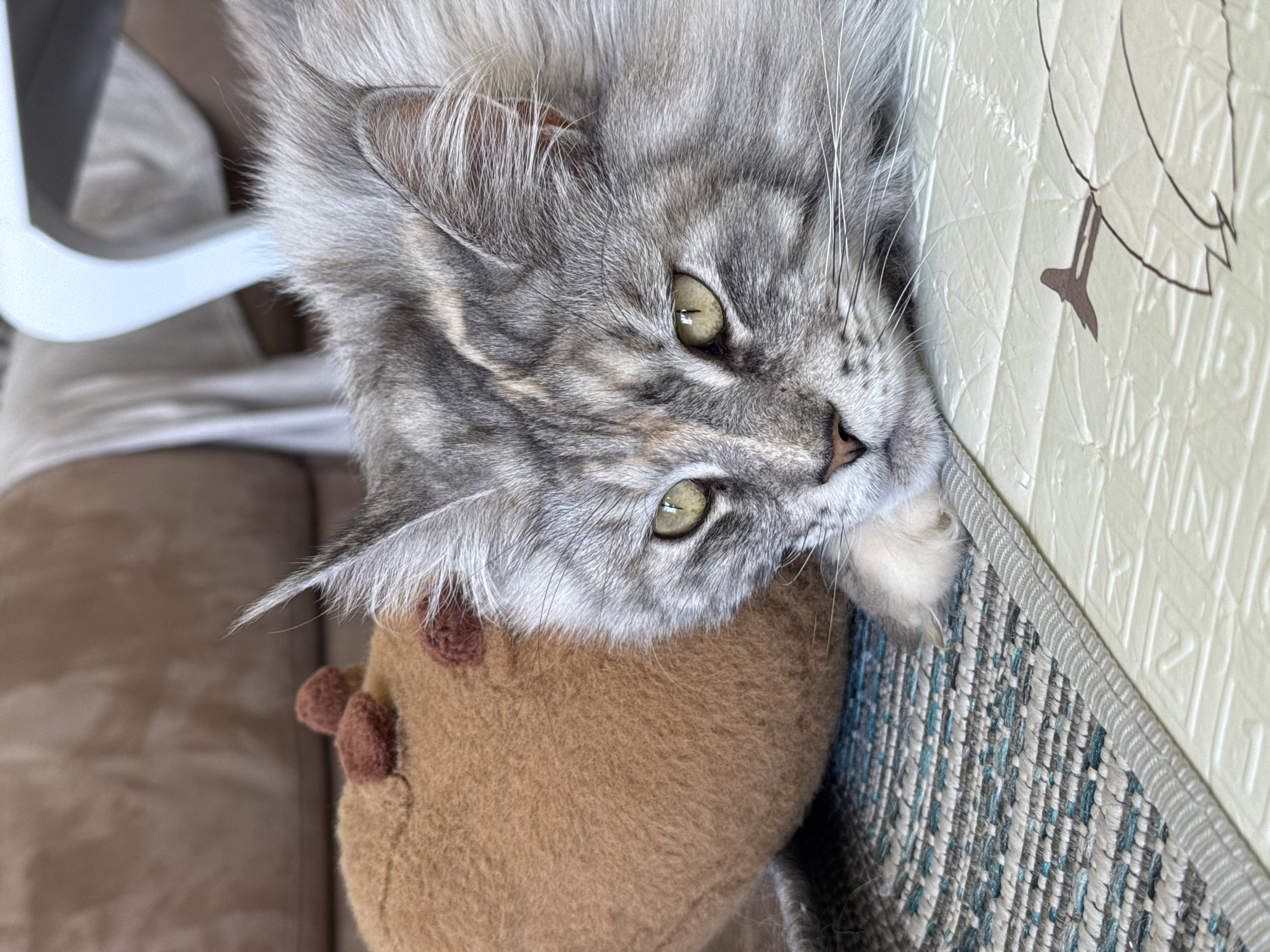 This media file presents a close-up, high-angle view of a silver-grey tabby cat, likely a long-haired breed such as a Maine Coon, lying down and looking towards the camera. The cat's captivating green eyes are a prominent feature, and its fur displays intricate patterns of various grey and silver shades, complemented by white ear tufts and whiskers. Its expression appears curious and relaxed.
The cat's head rests on a brown, plush stuffed toy, which shows small, rounded brown features resembling ears or antlers. To the right of the cat, there is a textured rug or mat with a pattern in blue, grey, and white tones. Partially covering this rug is a light beige or cream-colored mat featuring an embossed, abstract design that hints at a bird or similar shape.
The background on the left side is blurred, revealing elements of an indoor environment. These include a light-colored, possibly plastic or metal object (perhaps part of a chair or furniture) and a soft, brown upholstered surface, likely a sofa or armchair. The lighting is soft, suggesting a daytime indoor setting. There is no visible text in the image. The overall scene conveys a peaceful and domestic atmosphere. The location context for this image is Šušanj, Montenegro.