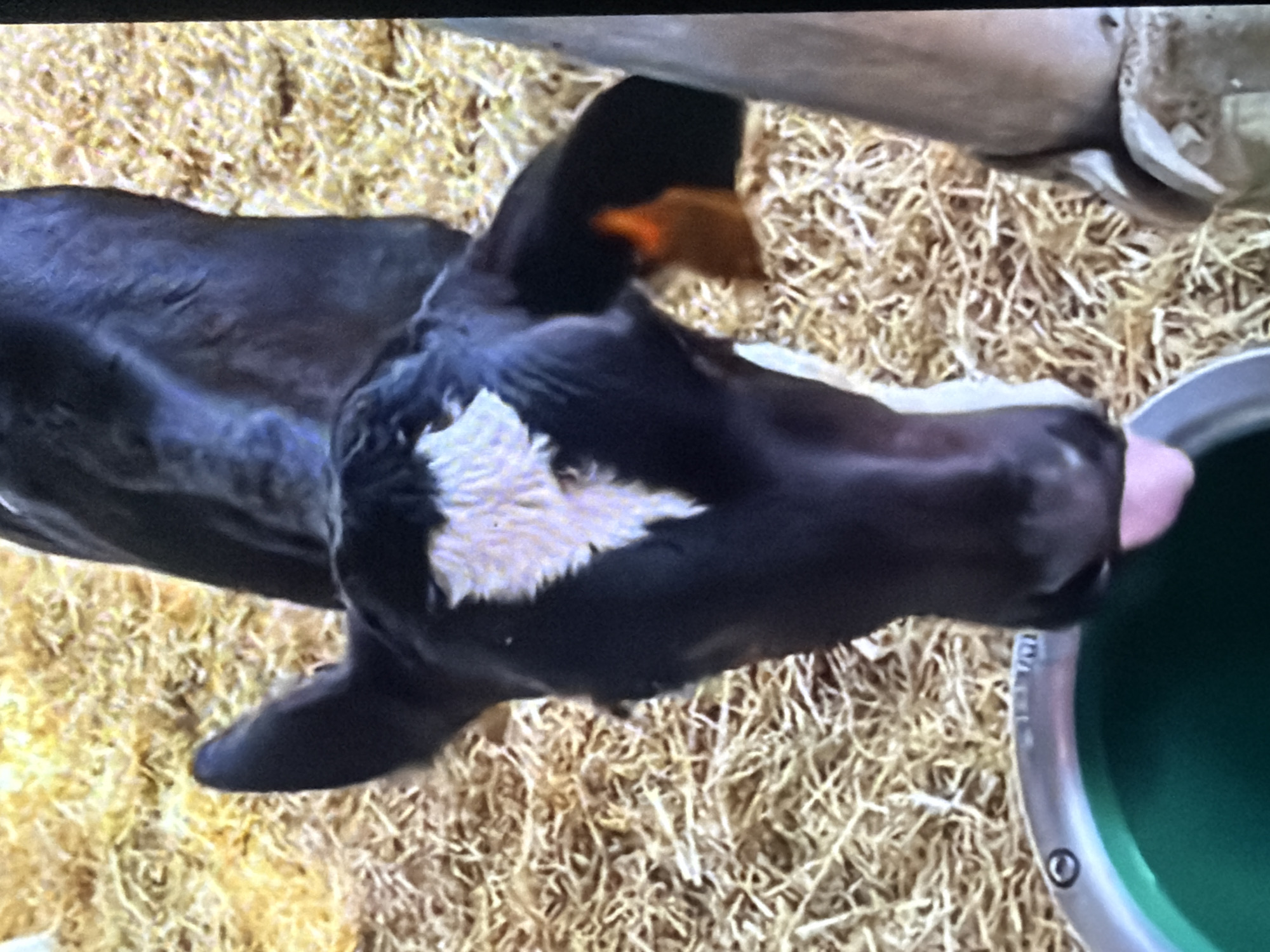 A black and white calf with a white heart-shaped marking on its forehead is shown in this image. The calf is standing in a bed of straw and is drinking from a green trough. The background appears to be a barn or stable. There are no people visible in the image. The image does not provide any information about the city of Bukuru, Nigeria.