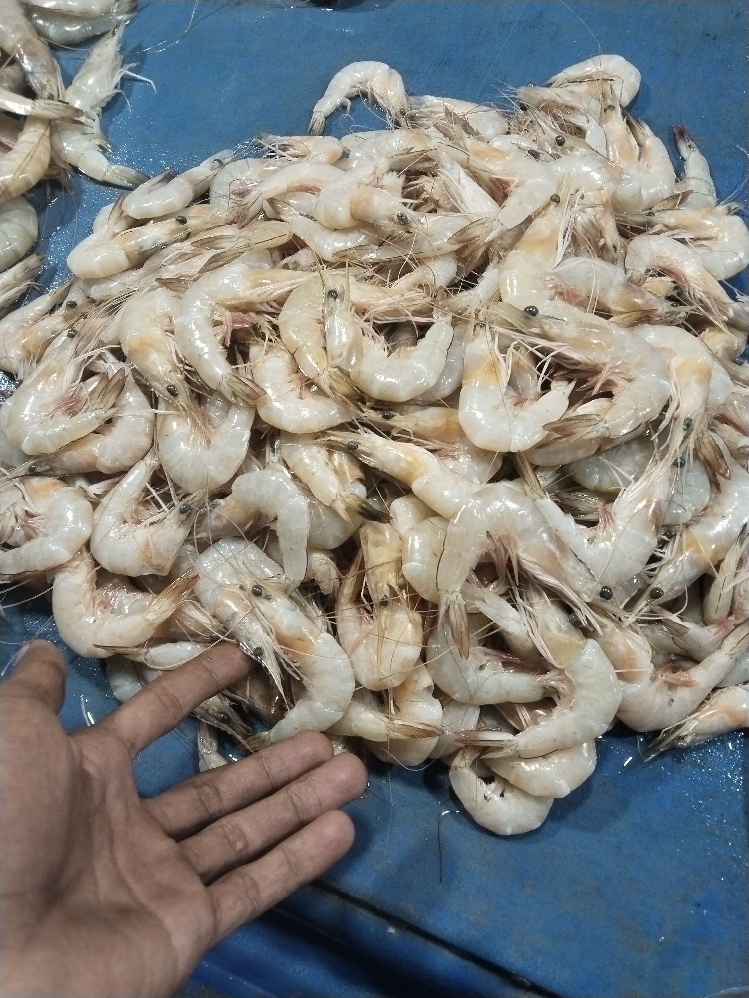 The media file captures a close-up, high-angle view of a large pile of fresh, raw shrimp displayed on a vibrant blue surface. The shrimp are primarily white or pale grey, with some exhibiting translucent bodies and faint brownish-pink hues, particularly on their tails and heads. Many of the shrimp have dark eyes and long, delicate antennae.
A human hand, with medium-brown skin, enters the lower left portion of the frame, reaching into the voluminous mound of shrimp. The hand appears to be either sifting through or selecting shrimp, indicating an interaction with the seafood. The blue surface, possibly a plastic tray or cooler lining, appears wet, with small droplets of water visible, suggesting the freshness of the product or recent washing. The sheer quantity of shrimp suggests a commercial setting, likely a fish market or a vendor's stall in Lhokseumawe, Indonesia, where such fresh seafood displays are common. No visible text, specific time of day, or distinct weather conditions are discernible from the image.