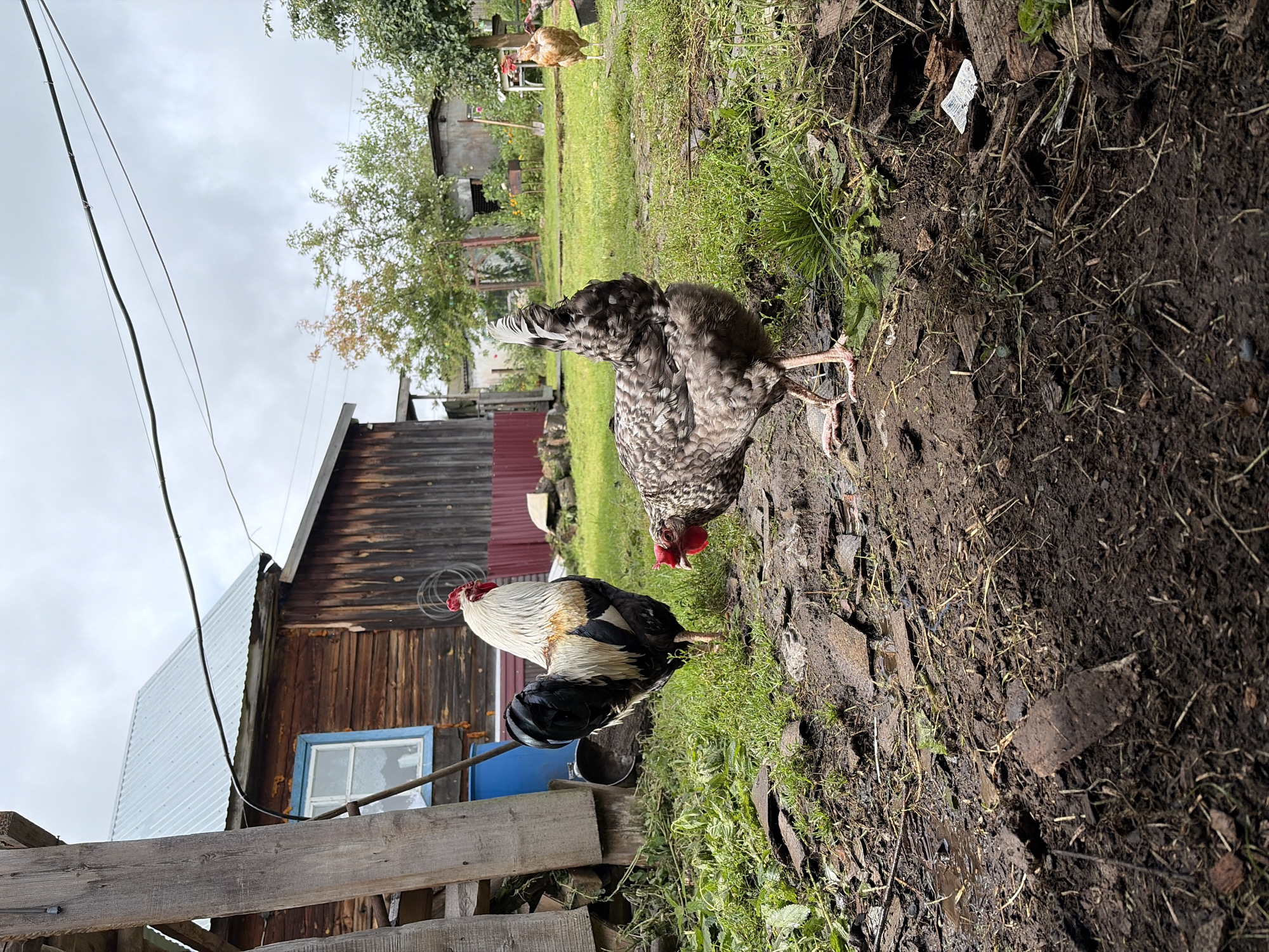 Two roosters and a hen are in a muddy yard in front of a wooden building. One rooster, with white, black, and gold feathers, stands facing left. The hen, with speckled grey and white feathers, stands facing right. Another hen, with light brown feathers, is in the background to the right. The yard is covered in mud, grass, and debris. A wooden building with a corrugated metal roof is to the left. Power lines are visible in the sky. The scene is located in Узяр, Russia.