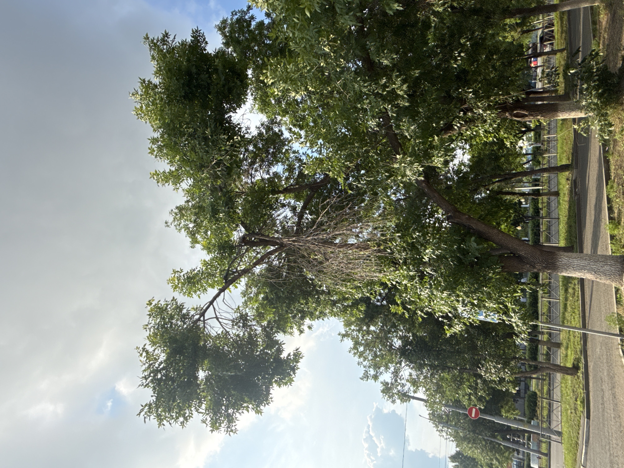 The image depicts a street scene in Orenburg, Russia, on a cloudy day with some patches of blue sky. In the foreground, several trees with lush green foliage dominate the view. One tree in the center has a striking appearance with a portion of its branches appearing dead and dry, creating a stark contrast with the vibrant green leaves surrounding it. The trees are planted along a paved road and a grassy area, separated by a metal fence. A "no entry" sign is visible on a pole to the left of the frame. In the background, more trees and some buildings can be seen, suggesting an urban or suburban setting. The overall atmosphere is calm and natural, with the urban elements subtly integrated into the landscape.