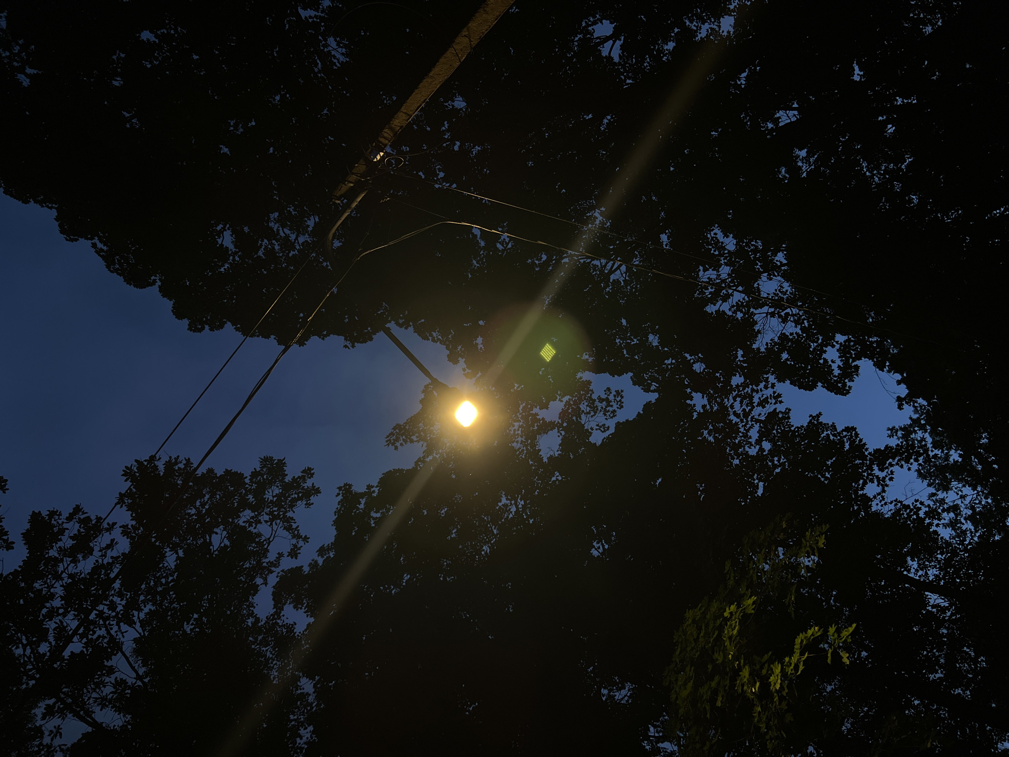 The image depicts a low-angle view of trees against a twilight sky, illuminated by a single streetlamp. The scene is dominated by the dark silhouettes of dense foliage, with branches reaching towards the sky. A bright, yellow streetlamp is prominently visible, casting a strong light that creates lens flares and illuminates some of the leaves with a greenish hue. Electrical wires stretch across the frame, adding a man-made element to the natural setting. The sky is a deep blue, transitioning from a lighter shade near the horizon to a darker hue overhead, suggesting it is either dusk or pre-dawn. The image does not contain any discernible human figures or specific architectural features that would allow for a precise location within Saint Petersburg, Russia. The overall atmosphere is one of quiet, natural beauty contrasted with urban infrastructure.