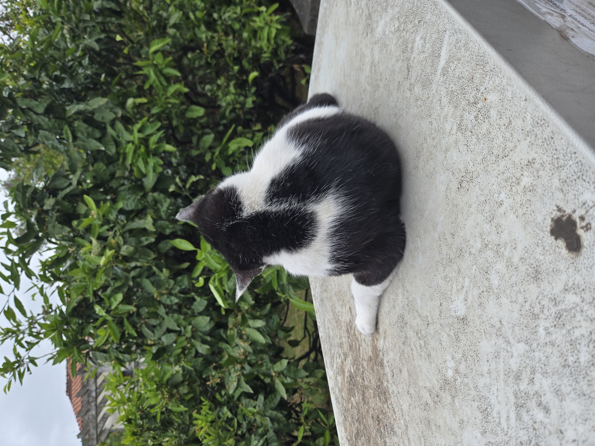 A black and white cat sits on a concrete ledge adjacent to dense green foliage. The cat is positioned with its back to the viewer, the head turned slightly towards the foliage. The ledge appears to be weathered and textured. In the background, there are traces of a building with a red tile roof visible through the foliage. Given the characteristics of the plants and architecture, the location is likely in an urban area with gardens or parks, possibly in Budva, Montenegro.