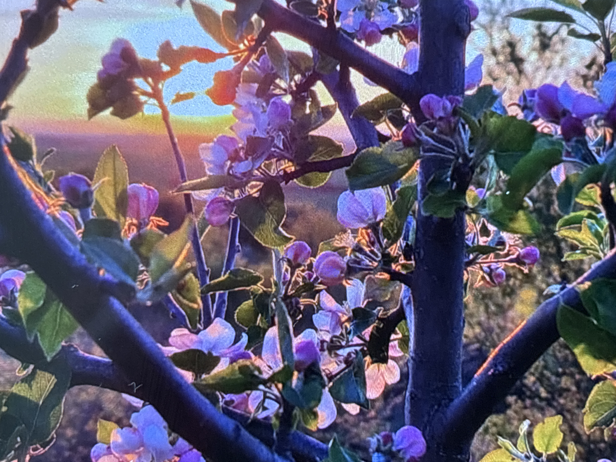 The image displays a close-up of a blossoming tree, likely an apple or cherry tree, illuminated by the warm glow of either sunrise or sunset in Wolverhampton, United Kingdom. Dark, thick branches weave across the frame, providing a structural element to the composition.
Clusters of delicate light purple and pink flowers, some fully open and others still in bud, adorn the branches. Fresh green leaves are interspersed among the blossoms. The sun is positioned low behind the tree, creating a strong backlighting effect that causes the edges of the petals and leaves to glow with a golden rim.
The background features a soft, atmospheric gradient of sky colors. From a light blue at the top, it transitions to a warm yellow and then a soft orange-pink along the horizon, characteristic of the "golden hour." Below the horizon, a blurred, darker area suggests a distant landscape, possibly fields or other vegetation.
The scene conveys a sense of tranquility and natural beauty, highlighting the delicate stage of a tree in bloom during a peaceful time of day. There is no human activity or visible text in the image.