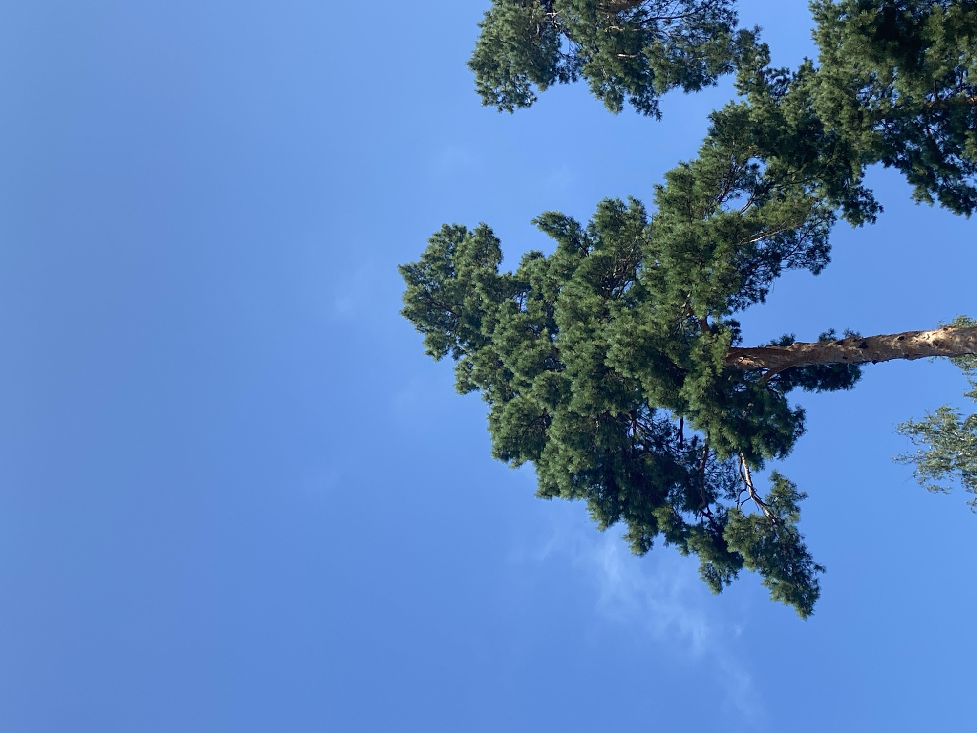 A tall, mature pine tree dominates the frame, its branches extending outwards against a clear, bright blue sky. The tree has a rough, textured brown trunk and a dense canopy of dark green needles. To the right of the main tree, another pine tree's crown is partially visible, also against the blue sky. The perspective is from below, looking upwards. In the lower part of the image, hints of lighter green foliage, possibly from a deciduous tree, are visible. The scene appears to be an outdoor environment, likely a park or a natural area, given the presence of mature trees. The location is identified as Balashikha, Russia. There are no people or visible signs of human activity in the image. The overall impression is one of a sunny, clear day.