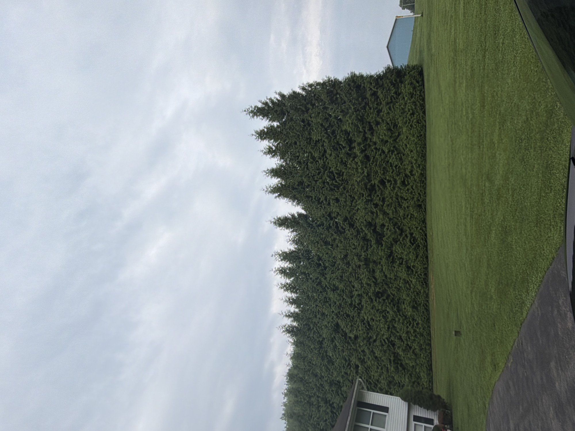 A wide shot captures a residential exterior with a dense hedge of evergreen trees forming a backdrop. To the left, a white house with black shutters is partially visible. A neatly mowed green lawn extends from the house to the hedge, with a small wooden post in the middle of the lawn. A dark asphalt driveway curves into the foreground from the bottom left. In the background, a light blue building sits atop a grassy hill. The sky is overcast with scattered clouds. The scene is located in New Waterford, United States.