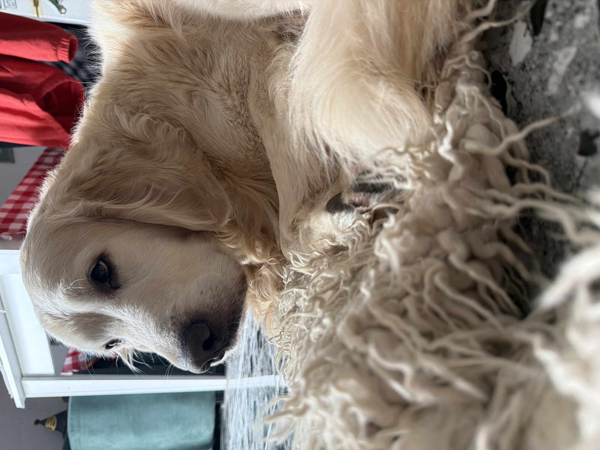 A golden retriever dog is captured in a close-up, horizontal shot, resting indoors. The dog, with its light golden or cream-colored fur, is lying on its side, with its head turned towards the viewer. Its dark eyes and nose are clearly visible, conveying a calm and relaxed expression. Bright, natural light illuminates the scene, creating a halo effect on the dog's fur, particularly around its back and shoulders, suggesting a light source like a window nearby.
In the background, domestic elements are partially visible. To the upper left, a red garment, possibly a jacket or shirt, hangs or is placed near a red and white checkered fabric, which could be a tablecloth or cushion. A white shelf or furniture edge stretches across the left side of the frame, and a section of a teal or greenish upholstered chair is visible below it.
The dog appears to be resting on a soft, textured surface that has a distinctive fluffy, almost curly or matted appearance, particularly towards the right side of the image, possibly a thick rug or a well-used dog bed. Beneath this, a dark, speckled floor or carpet is partially visible. The overall ambiance is peaceful, depicting a tranquil moment in a home setting during the daytime. No text is visible in the image. The location context for this image is Tbilisi, Georgia.