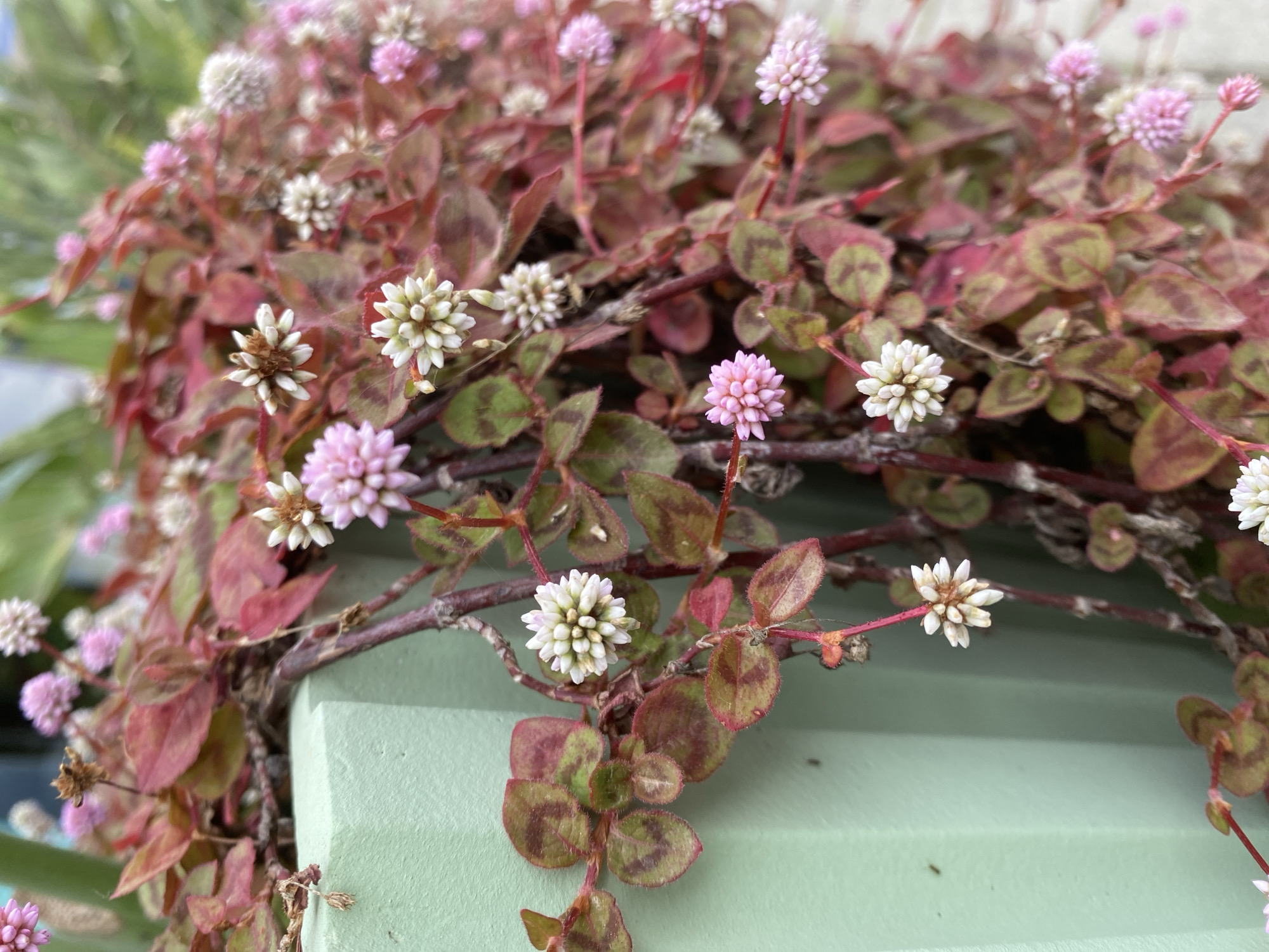 This close-up image showcases a vibrant flowering plant, likely a groundcover or trailing species, growing against a light green architectural or decorative surface. The plant features numerous small, clustered flowers, appearing as tiny pom-poms, in shades of white/cream and delicate light pink. These blossoms are distributed across the plant's slender, reddish-brown stems.
The leaves are small and oval-shaped, displaying a striking variegation that blends shades of green with deep reddish-brown or burgundy, often with a darker central pattern. Some leaves are predominantly reddish-brown. The plant's stems intertwine, creating a dense, lush growth.
The immediate background is a smooth, muted light green surface, possibly a painted wall or a decorative block, offering a subtle contrast to the plant's rich colors. In the more distant background, out-of-focus green foliage suggests an outdoor garden or planted area. The scene is illuminated by soft, natural daytime light, highlighting the textures and colors of the plant. There are no people or specific activities depicted. The image conveys a peaceful natural aesthetic, characteristic of a garden setting in a place like Alanya, Turkey. No text is visible in the image.