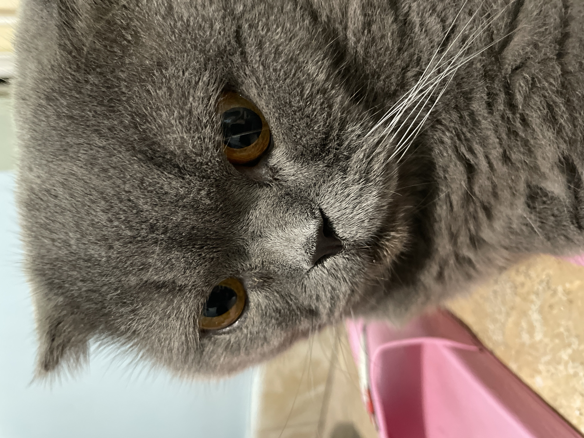 A close-up shot of a British Shorthair cat's face is presented. The cat has gray fur and amber-colored eyes. Its ears are folded forward. The cat is looking down and to the left of the frame. In the background, a pink object, possibly a pet bowl, is visible. The environment appears to be indoors, with a light-colored wall and a tiled surface. The image is taken in Unknown, Unknown.