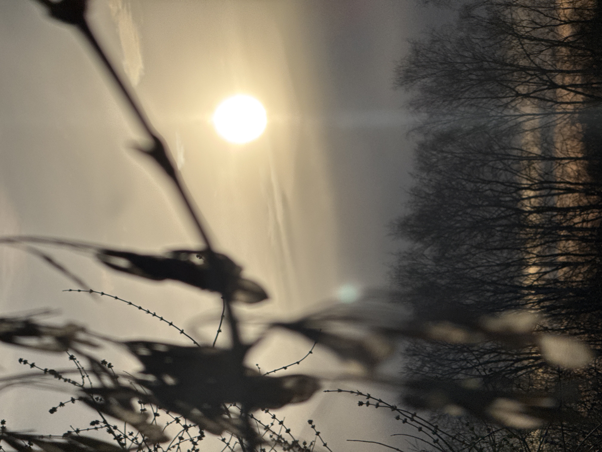 The image depicts a sunlit scene in Ново-Никольское, Russia. Silhouetted branches with sparse leaves or thorns occupy the foreground, blurring the details. The sun is visible in the sky, radiating a bright glow. Bare trees fill the right side of the frame, appearing darker against the lighter sky. The overall tone is somewhat muted and high contrast.