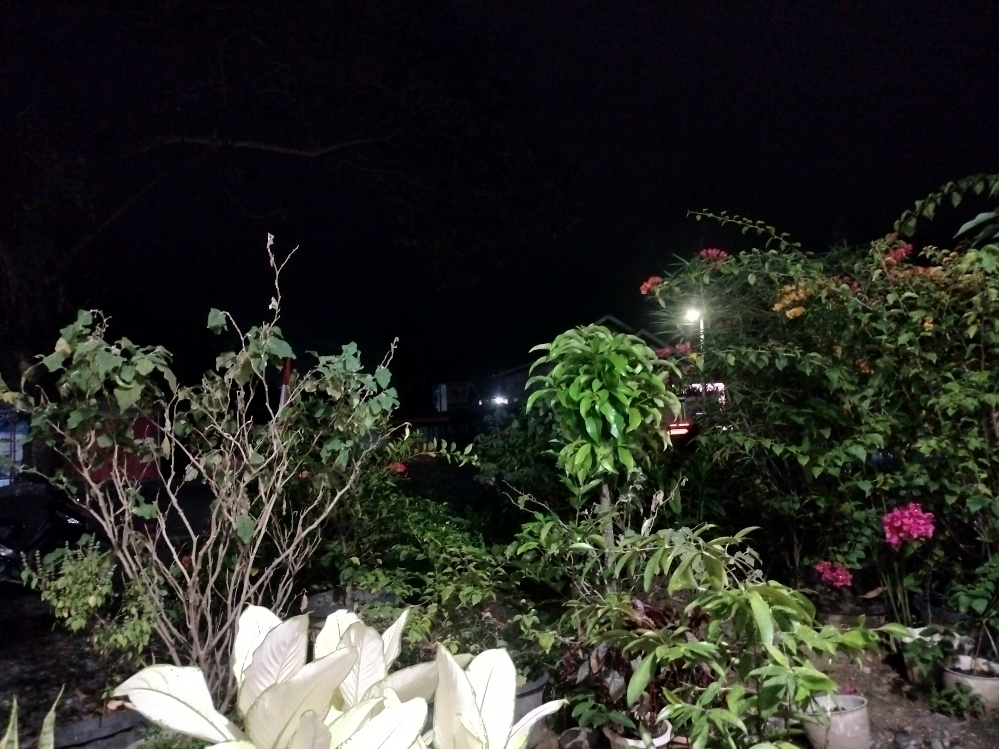 The image shows a garden at night in Kumbangjaya, Indonesia. The foreground features large, pale green leaves of an ornamental plant, possibly a Peace Lily or an Aglaonema, filling the lower portion of the frame. Behind these prominent leaves, a bare, woody shrub with thin branches is visible. To the right, a cluster of vibrant pink flowers, likely Bougainvillea, stands out against the dark foliage of other plants. In the background, a street light illuminates some of the greenery, and hints of buildings and a motorcycle suggest an urban or semi-urban environment. The overall atmosphere is dark, with the natural and artificial light sources creating highlights and shadows on the plants.