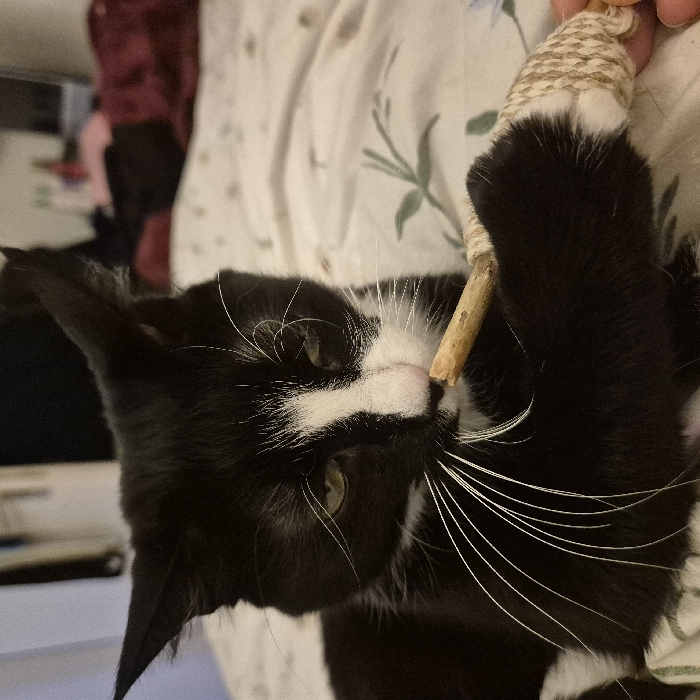 A black and white tuxedo cat is depicted indoors in the city of Strasbourg, France. The cat, exhibiting a white blaze down its nose and prominent white whiskers, has green eyes partially closed. It is lying on a bed covered by a white duvet or comforter featuring a faint light green botanical leaf pattern. The cat's right paw is holding a light brown wooden stick, approximately 6 cm in length, one end of which is wrapped in natural-colored twine. The cat is shown with the unwrapped end of the stick at its mouth, appearing to chew or interact with the object. The background is blurred, indicating an indoor setting with indistinct objects.