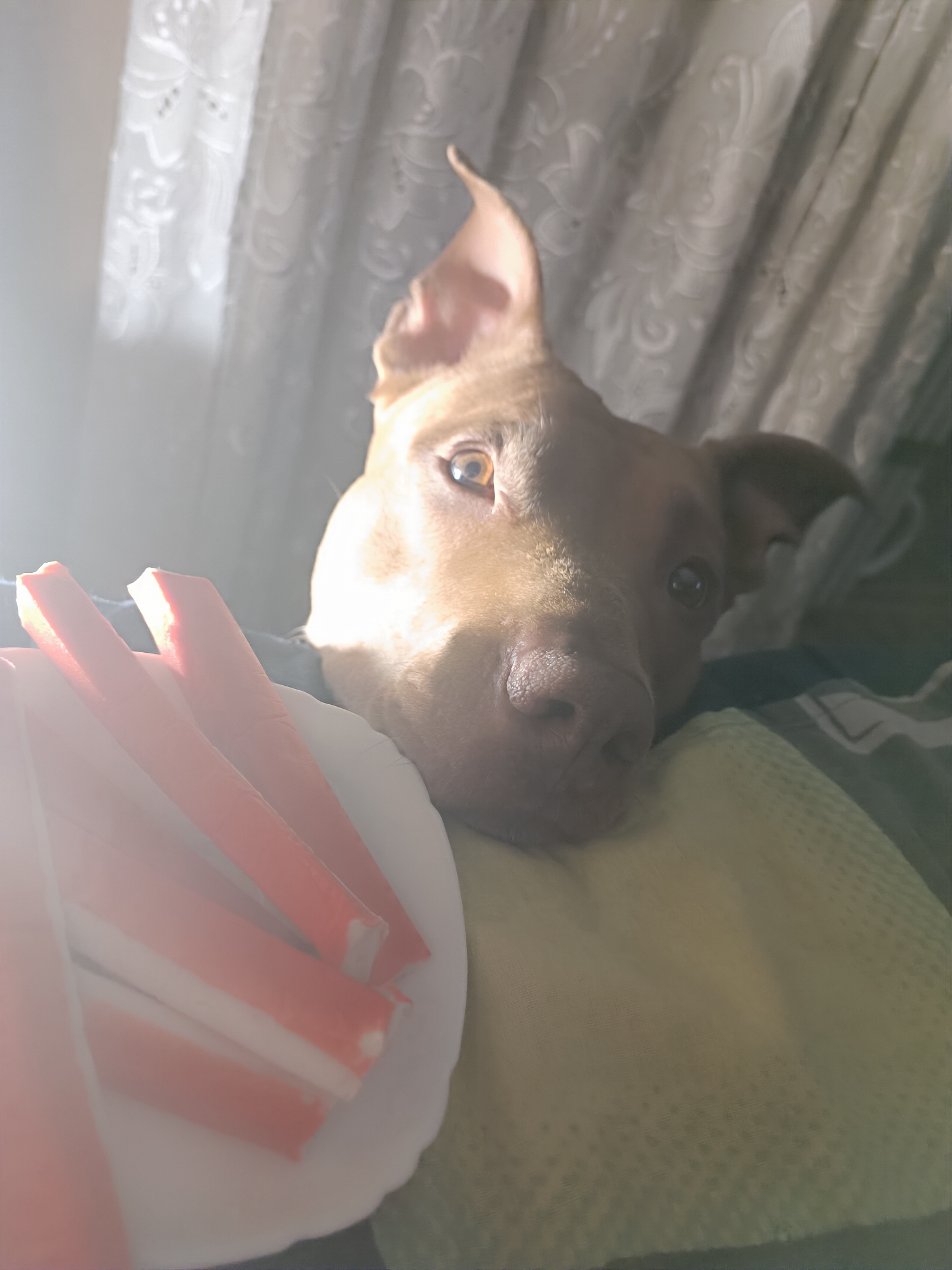 An indoor close-up shot shows a dog's face peering over the edge of a plate of crab sticks, with a bright light source on the left causing a lens flare and obscuring the background. The dog, a light brown pit bull mix, has its head tilted, with one ear perked and the other flopped down. Its eyes are a warm amber color, and its nose is dark and slightly damp. The dog appears to be lying down on a patterned fabric, possibly a blanket or upholstery, in a dimly lit room. The plate in the foreground holds several white and orange crab sticks. The background consists of a sheer, white lace curtain. The image is taken from a low angle, looking up at the dog.