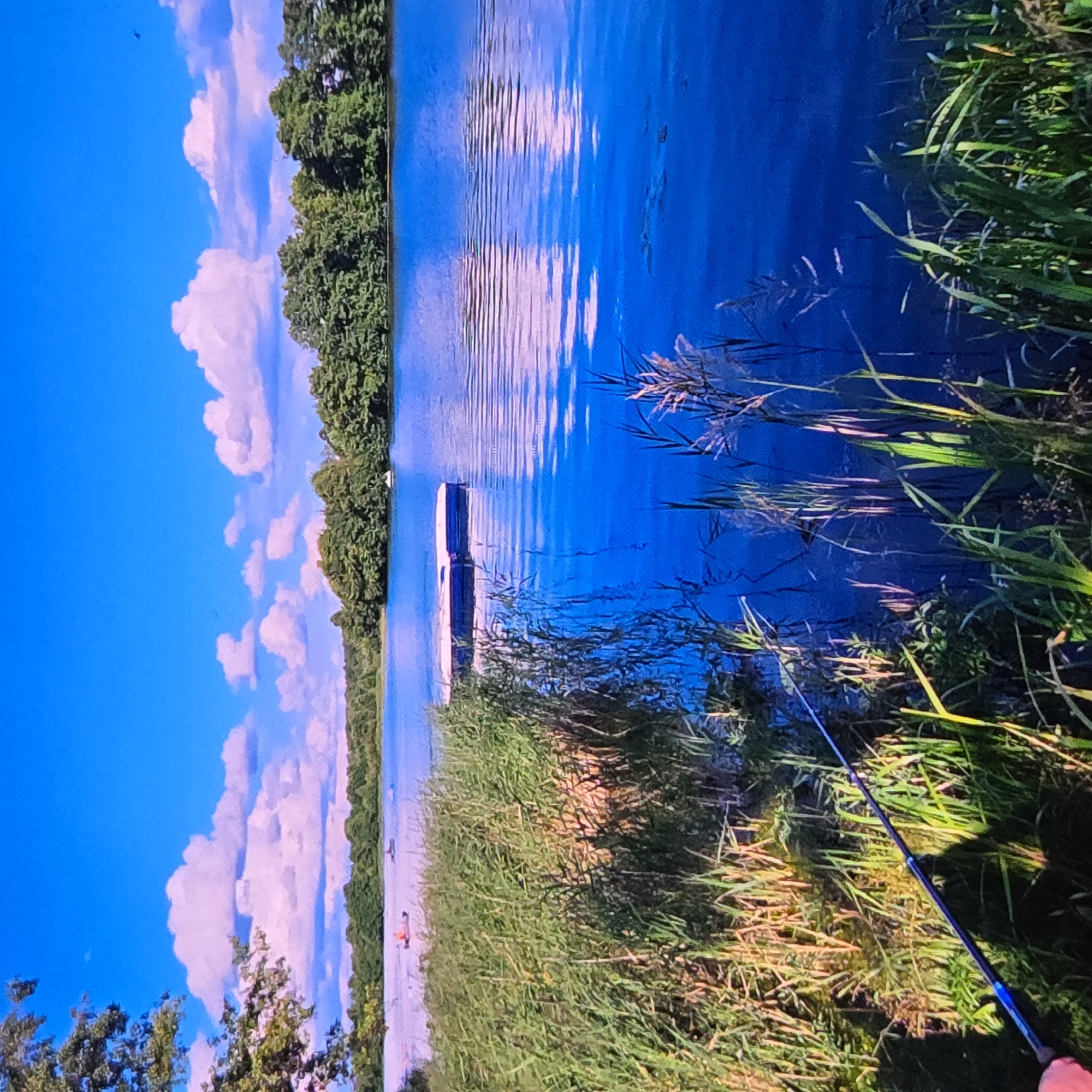The image depicts a scenic lake under a bright blue sky with fluffy white and pink clouds. The foreground is dominated by tall, green reeds along the shore, casting shadows on the water. A fishing rod, held by an unseen person, extends into the frame from the lower left. In the middle distance, a floating platform with red and white accents rests on the calm, blue water. Further back, a dense line of green trees forms the horizon. The overall impression is one of a peaceful natural setting, possibly a park or recreational area, with a fishing and leisure atmosphere. The image is a high-angle, full shot. The time of day appears to be late afternoon, judging by the light and shadows. No specific landmarks in the city of Vladimir, Russia, are identifiable in this image.