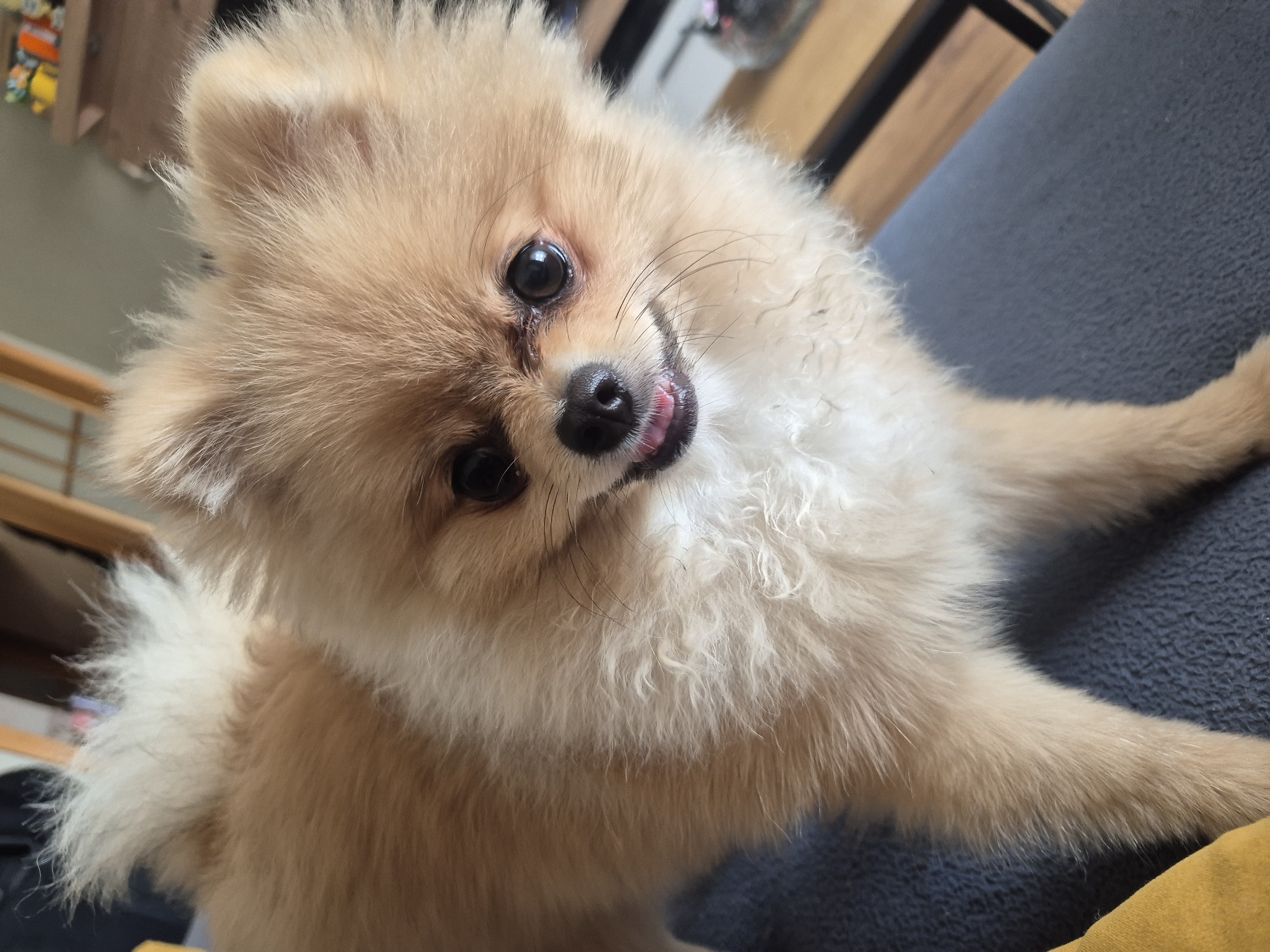 A Pomeranian dog with light brown and white fur is lying down on a dark blue textured surface, likely a couch. The dog is looking up and slightly to the right of the camera, with its tongue slightly out. Its fur is fluffy and appears somewhat windswept. The background is blurred but suggests an indoor setting with wooden furniture and possibly some items on a shelf. The lighting is natural, coming from the front and slightly above.