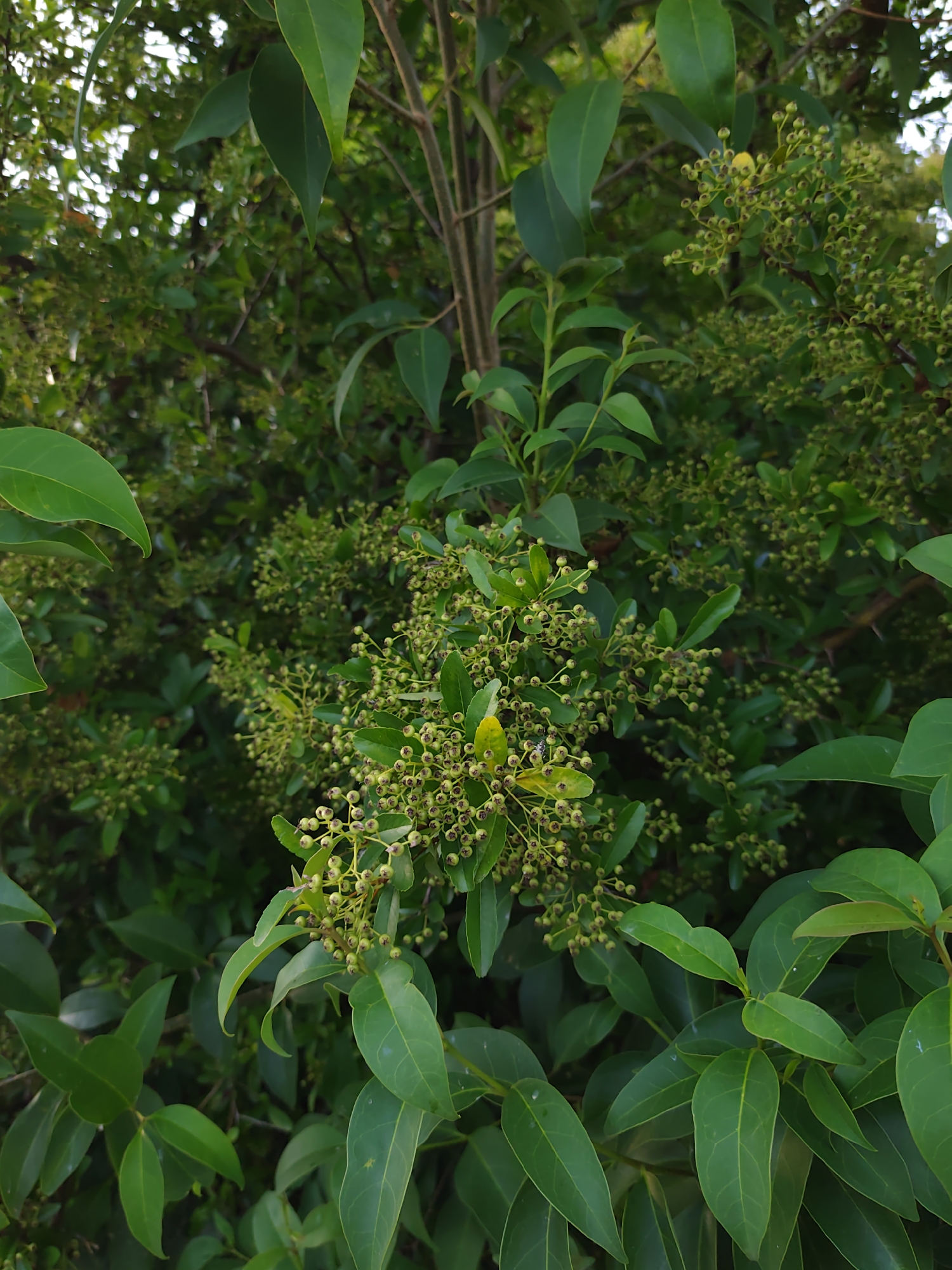 The image shows a close-up view of a plant with numerous small, green, spherical buds clustered on branches, interspersed with large, glossy green leaves. The background is a dense foliage of similar plants, creating a natural, outdoor setting. The lighting suggests it is daytime, with some dappled sunlight filtering through the leaves. There are no people, structures, or distinct landmarks visible, making it impossible to determine a specific location, including the city of Sochi, Russia. The focus is entirely on the botanical details of the plant.