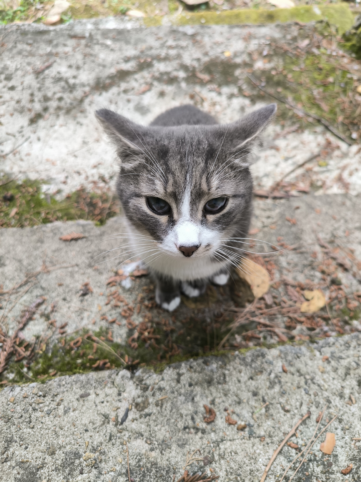 A close-up, high-angle shot shows a gray and white tabby cat looking directly at the camera. The cat is positioned in the center of the frame, sitting on a concrete surface interspersed with moss and fallen leaves. The cat has striking blue-grey eyes, a white muzzle with prominent white whiskers, and white paws. Its ears are erect and appear slightly pointed. The concrete appears to be part of outdoor steps or a pathway, with the texture of the surface clearly visible, including small pebbles and debris. The background is out of focus, showing more of the same textured concrete and scattered brown leaves and pine needles. The lighting suggests an overcast day.
