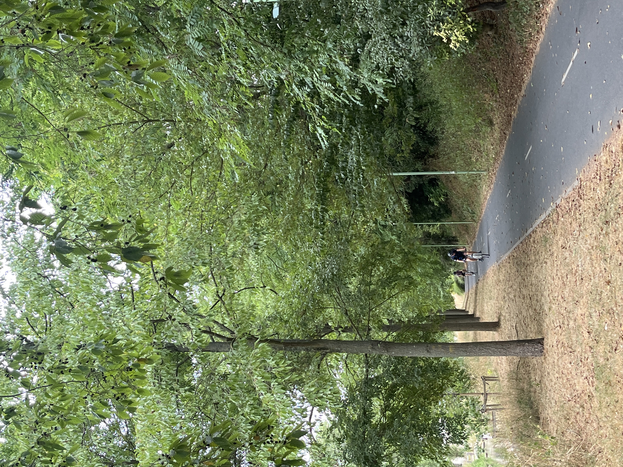 The image depicts a paved bicycle path bordered by trees and vegetation. On the right side of the path, a slope covered in green foliage rises, with several light poles visible. On the left side, a dry, grassy area slopes down towards a body of water, with a few saplings and a fence-like structure. Two cyclists are visible on the path, one in front of the other, both riding bicycles. The trees lining the path create a canopy overhead, with green leaves and some dark fruit or seed pods visible. The ground near the path is covered with dry leaves and grass. This scene is located in Aulnay-sous-Bois, France, specifically along the Canal de l'Ourcq.