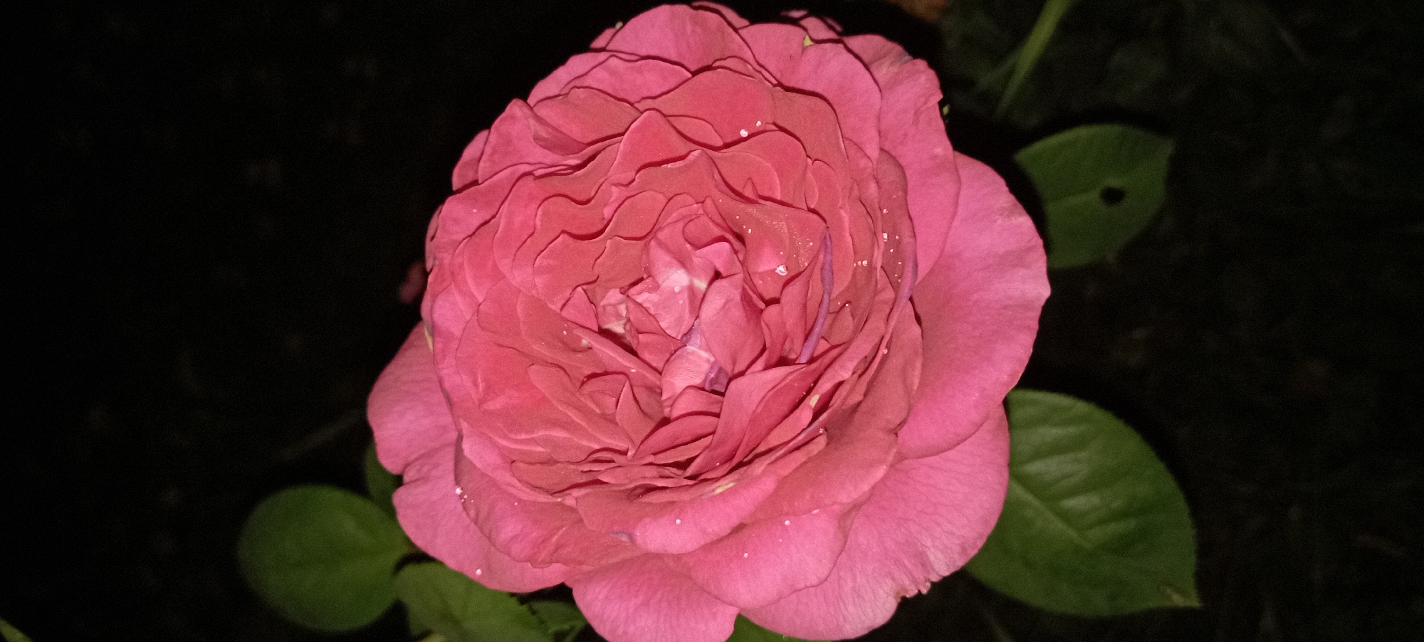 A close-up, vertical, medium shot captures a vibrant pink rose in bloom against a dark, out-of-focus background. The rose is densely packed with petals that curl inwards, creating a ruffled and textured appearance. Tiny water droplets are visible on the surface of the petals, glinting in the light. To the left of the rose, two green leaves are partially visible, also out of focus. The overall impression is one of natural beauty and delicate detail. The image is set in an unknown location within an unspecified city.