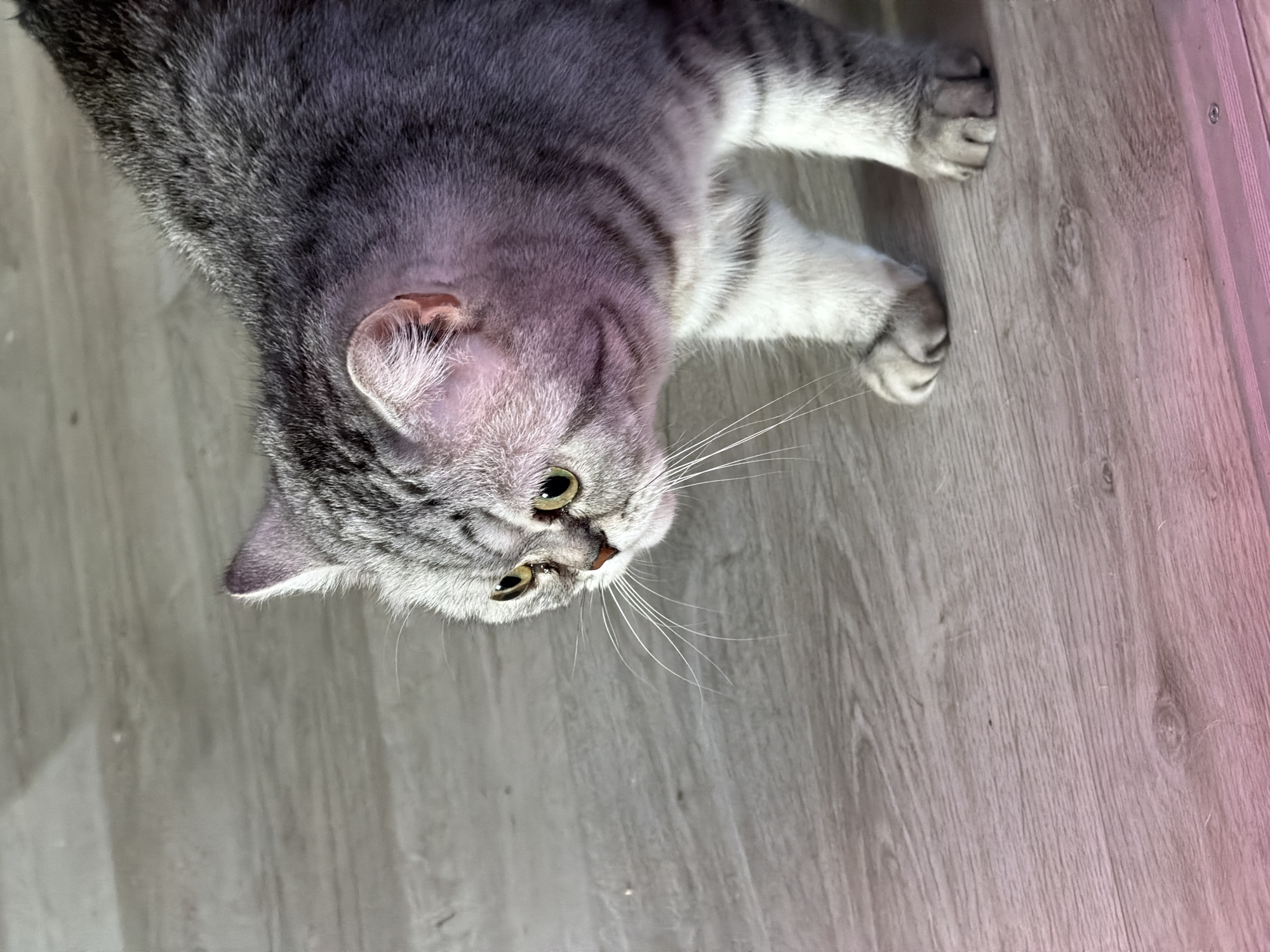 A silver tabby cat, identified as a domestic shorthair breed with prominent dark grey stripes on a lighter grey and white coat, is positioned on a light-colored wooden or laminate floor in an indoor setting. The cat is partially visible, oriented towards the left of the frame, with its head lowered and tilted, and its yellowish-green eyes fixed intently on an unseen object or area. Its whiskers are splayed forward. The lighting suggests ambient light from an external source, with a noticeable pinkish illumination affecting the lower portion of the frame, possibly from an artificial light source. No other subjects or objects are distinctly visible. The specific location within the city of Chaikovsky, Russia, cannot be determined from the visual evidence provided in the image.