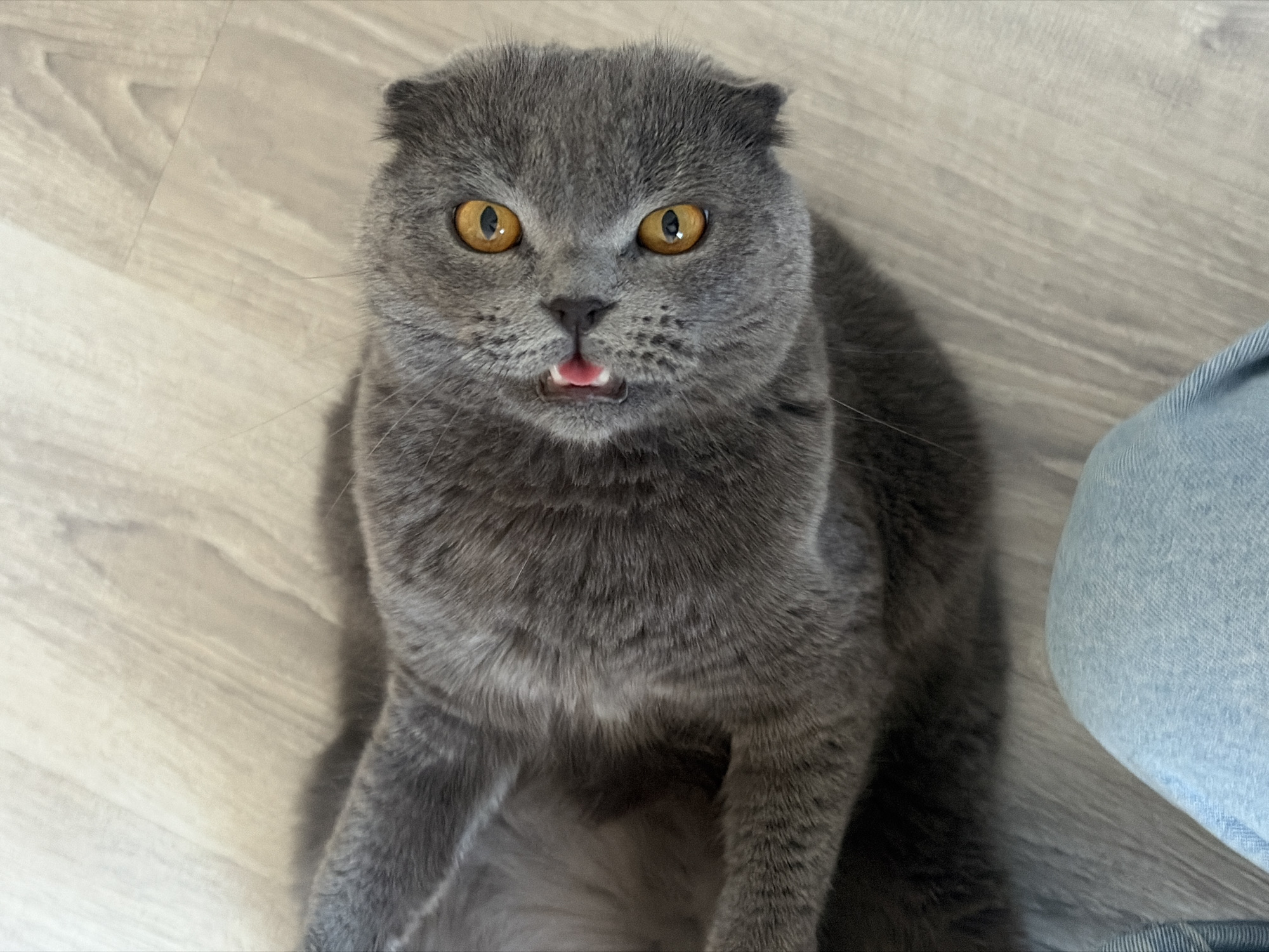 A grey Scottish Fold cat sits indoors on a light grey wooden floor. Its tongue is slightly sticking out. A person wearing light blue denim jeans is on the right side of the image.