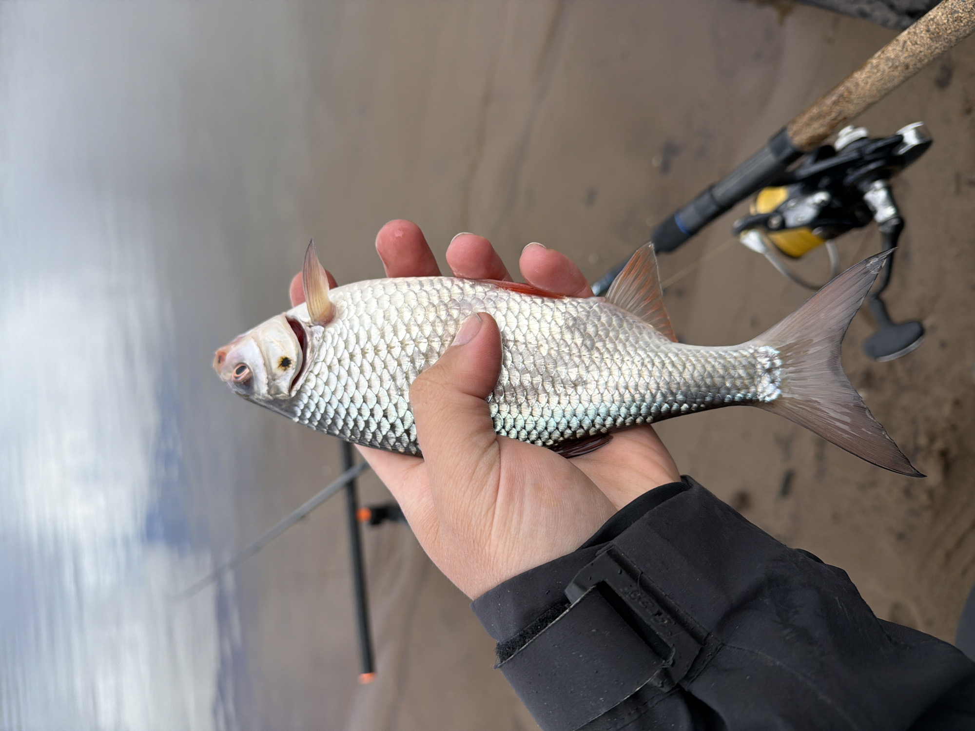 A close-up, slightly high-angle shot captures a person's hand holding a freshly caught fish against an outdoor backdrop, likely in Chaikovsky, Russia. The main subject is a silver-scaled fish with reddish fins, possibly a roach or similar freshwater species, held horizontally across its midsection by a human hand. The fish's eye and intricate scale pattern are clearly visible.
The person's hand, partly covered by the cuff of a dark jacket with a black strap, gently supports the fish. In the blurred background, a calm body of water, possibly a river or reservoir, reflects the subdued light of an overcast sky, creating a soft grey and light blue gradient. To the right, resting on what appears to be a sandy or muddy bank, a fishing rod with a yellow-spooled reel is visible, out of focus. The scene strongly suggests recreational fishing as the primary activity. No text is visible in the image. The overall impression is one of a quiet, possibly cool, daytime fishing experience.