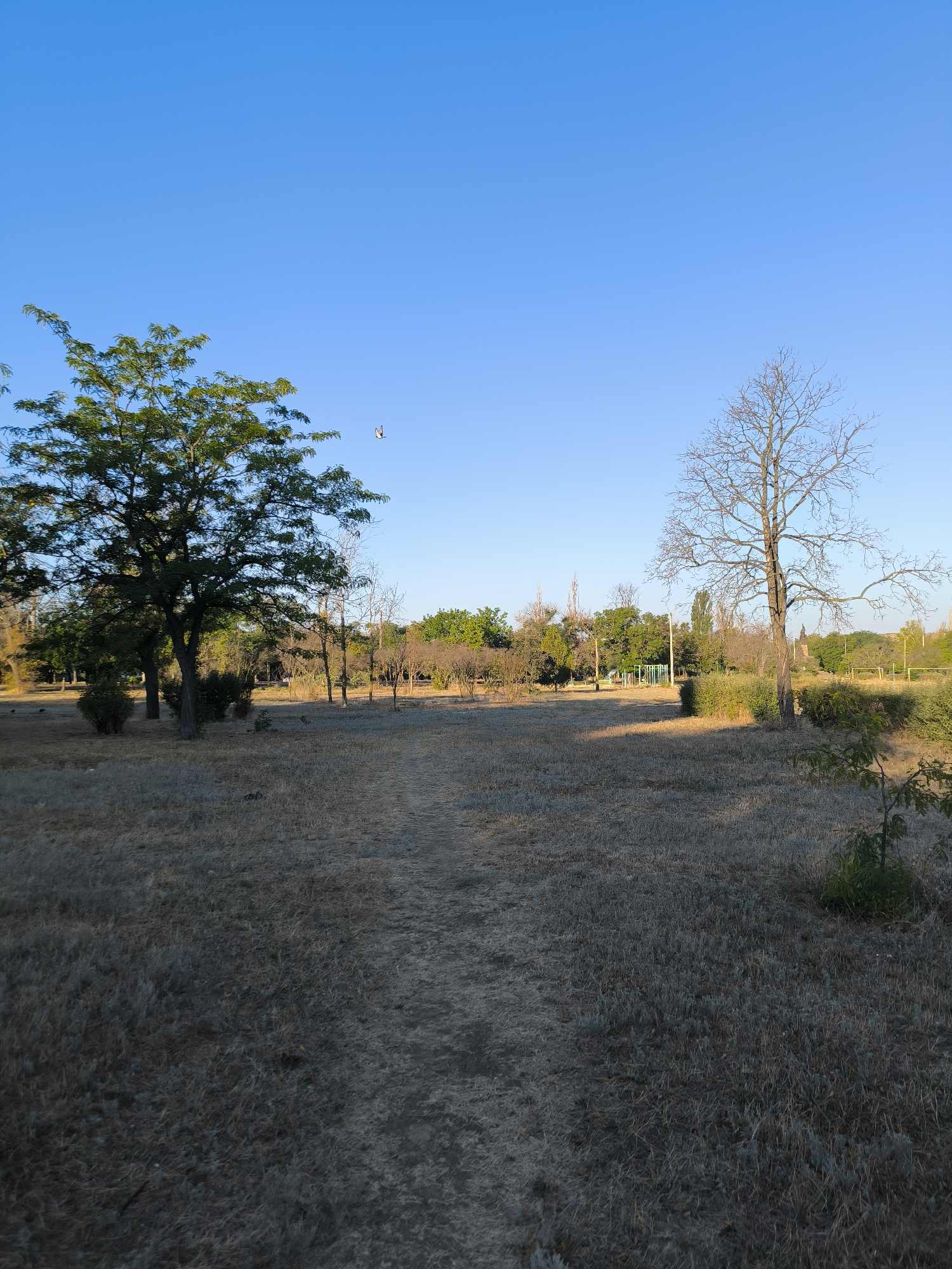The image depicts an outdoor scene with a clear blue sky overhead. In the foreground, a dry, grassy path winds through a field of tall, sun-baked grass. To the left, a large, leafy green tree stands prominently. To the right, a bare, skeletal tree contrasts with the lush greenery of other trees in the background. The environment appears to be a park or open natural space. The overall lighting suggests it is either early morning or late afternoon, with long shadows cast across the ground. A single bird is visible in flight against the blue sky. The location is a park in Mykolaiv, Ukraine.