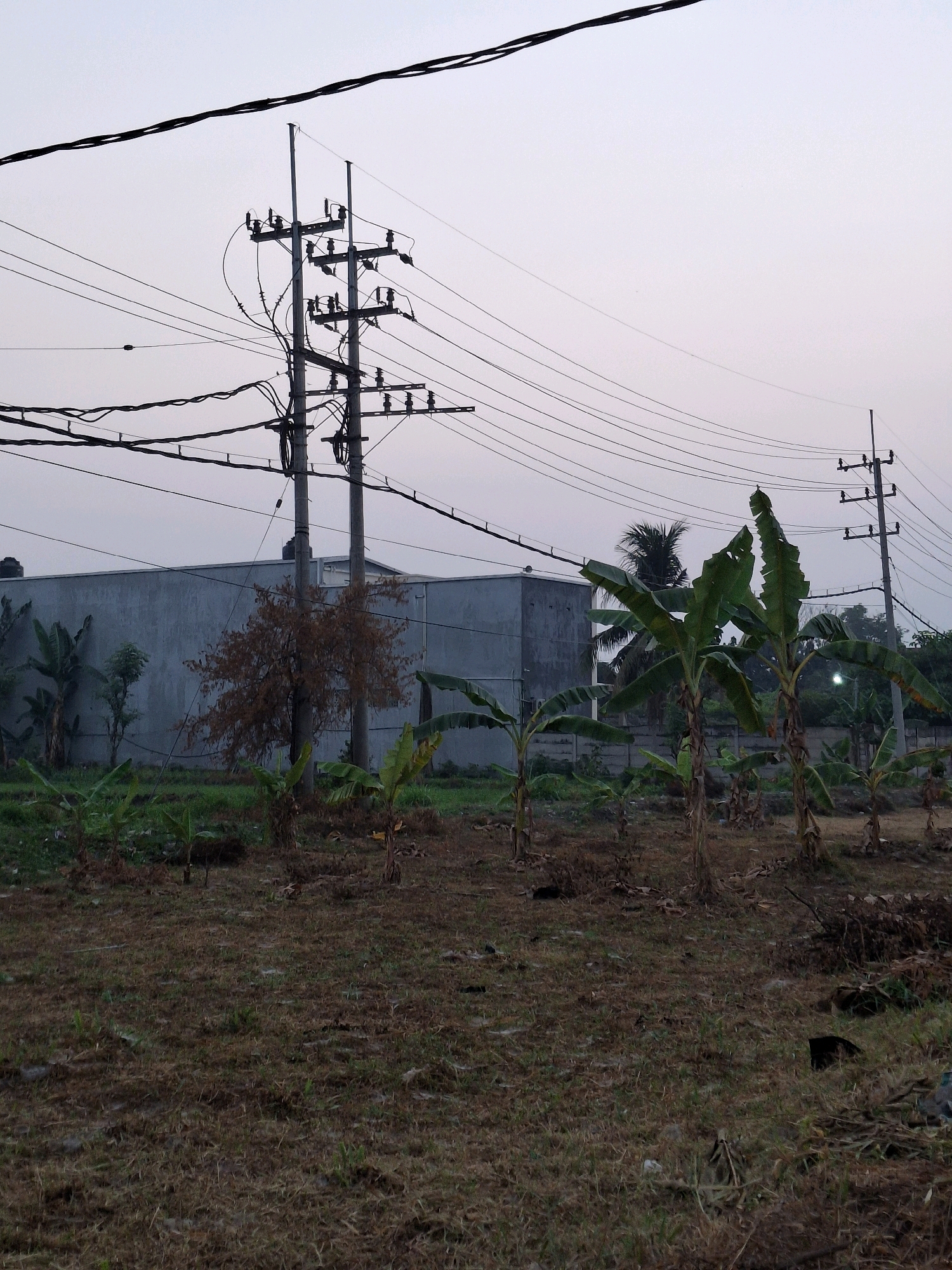 A medium-shot photograph captures an overcast scene in what appears to be an industrial or semi-rural area within Lumajang, Indonesia. The foreground is a patch of dry, brown grass with sparse green shoots and scattered debris. In the mid-ground, a collection of young banana trees are visible, some with damaged leaves, interspersed with a few smaller trees and a single leafless deciduous tree. Behind the vegetation, a long, grey, industrial-style building stands prominently, its surface weathered and unremarkable.
Dominating the upper portion of the image are numerous power lines crisscrossing the sky, supported by multiple utility poles. One substantial pole with a complex arrangement of insulators and wires is positioned towards the center-left, while another simpler pole with fewer lines is seen further to the right. The sky is a uniform, pale grey, suggesting either early morning or late evening, with no distinct clouds or sun visible. The overall impression is one of a functional, perhaps developing, landscape where infrastructure, agriculture, and industrial structures coexist under a muted sky. There are no people or animals visible in the frame.