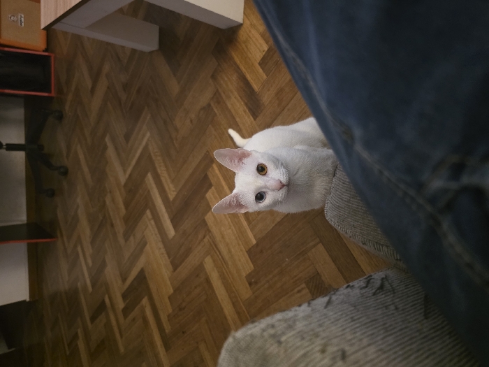 A white cat with heterochromia, one blue and one yellow eye, stares directly at the camera. It sits on a woven gray surface next to a person wearing blue jeans. The background includes a brown herringbone-patterned floor and a portion of a desk with orange and black accents, all viewed from a slightly elevated perspective.