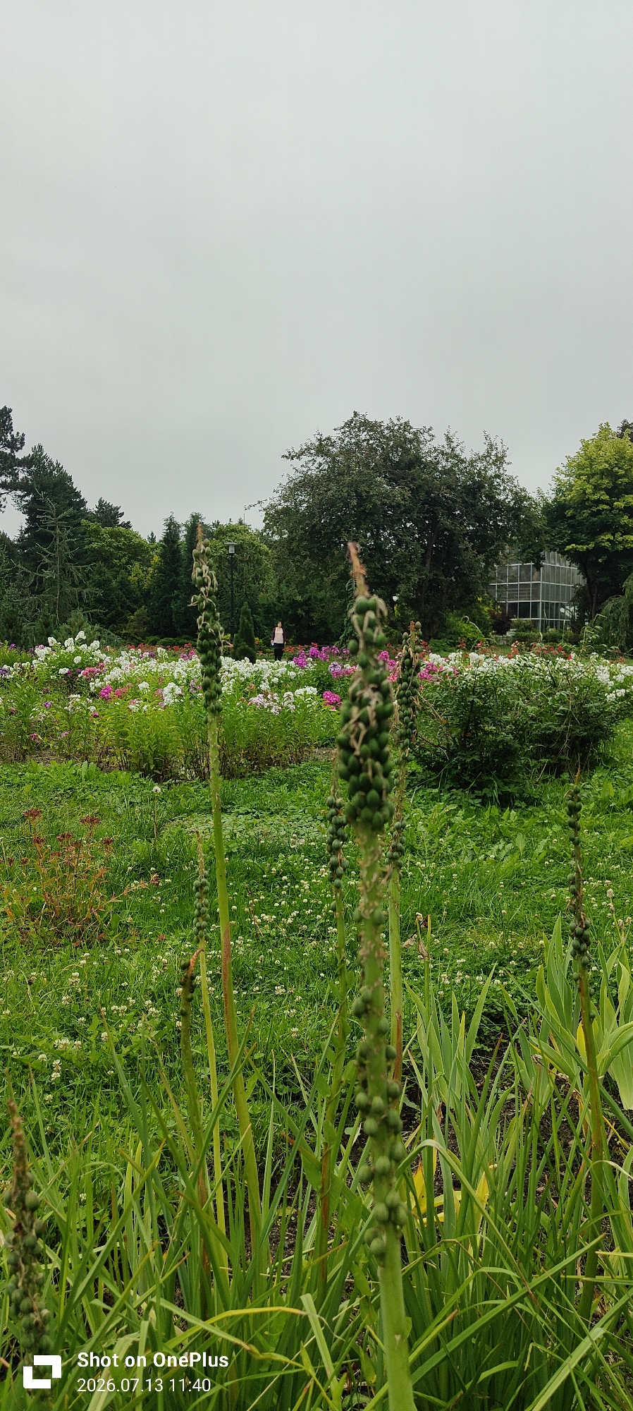 In a public garden on an overcast day, the foreground is dominated by tall green stalks topped with clusters of developing seed pods. Behind these, a bed of flowering plants features a mix of white, pink, and purple blooms, interspersed with lush green foliage. A person in a pink top is visible in the middle ground, standing near a lamppost. The background consists of a dense arrangement of trees, including evergreens and deciduous varieties. To the right, a greenhouse structure with a glass facade is partially obscured by trees. The ground is covered in grass and scattered white clover flowers. The image is watermarked with "Shot on OnePlus" and a date and time stamp of "2026.07.13 11:40." This location is identified as a garden in Kaliningrad, Russia.