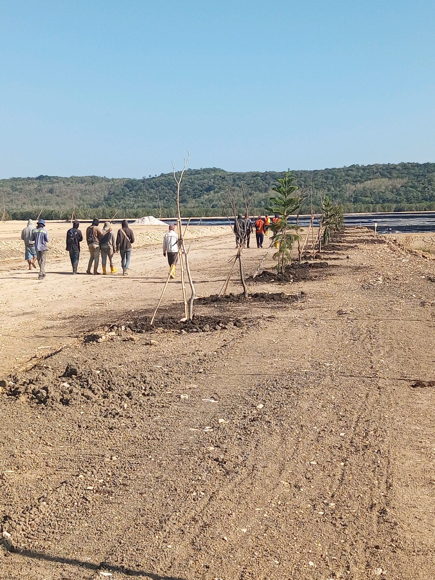 In Matasio, Indonesia, on a bright, clear day, a group of individuals are engaged in what appears to be a tree-planting or landscaping activity in a dusty, open area. The foreground is dominated by dry, granular soil, with some larger rocks and clumps of darker soil scattered about. Several young trees, some with stakes supporting them, are planted in a line extending into the mid-ground.
In the mid-ground, a group of seven individuals are walking away from the camera. They are dressed in casual work attire, with several wearing long-sleeved shirts and pants. Some appear to be wearing hats. Two individuals on the right side of the group are wearing bright yellow boots. Behind them, a long, dark-colored strip is visible, possibly a road or a water feature, bordered by light-colored material.
The background of the image features a line of rolling hills covered in dense, green vegetation. The sky above is a clear, light blue. The overall impression is of an outdoor work site in a semi-arid or developing rural environment.
