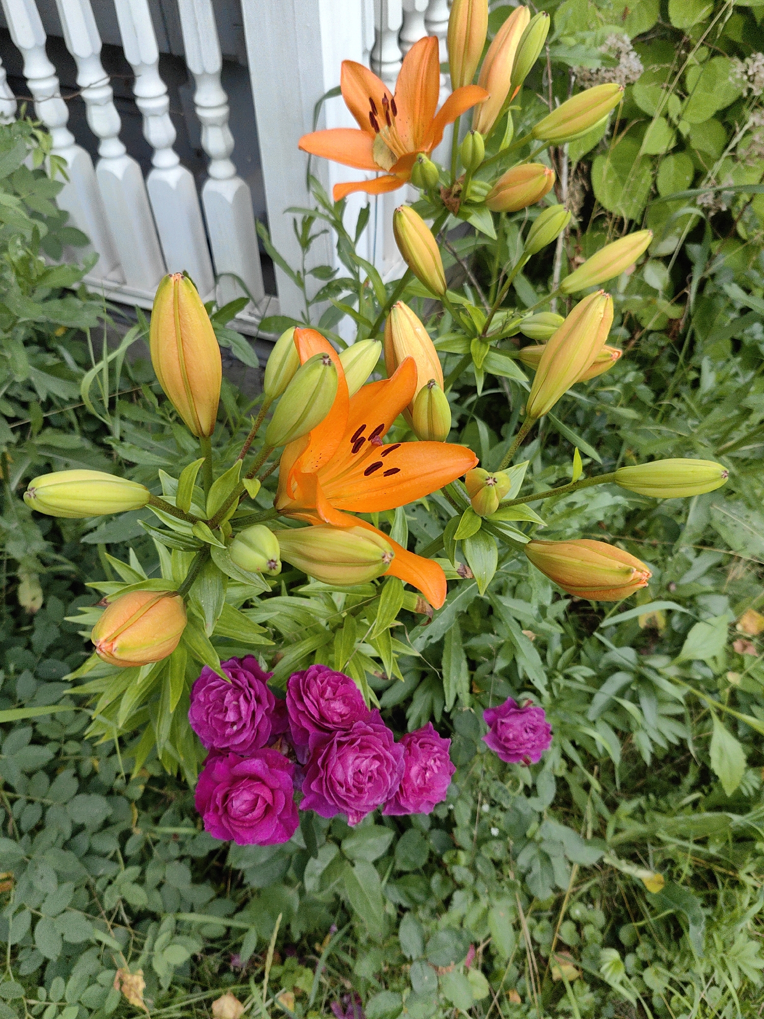 In a garden setting, likely in Алесь-2002, Russia, a cluster of vibrant orange lilies with prominent dark stamen are in bloom, some fully open and others as tightly closed buds. The lilies are interspersed with lush green foliage and appear to be growing near a white, slatted fence or railing, parts of which are visible in the upper left quadrant of the image. Below the lilies, a small group of deep pink roses are clustered together, adding another layer of color to the scene. The ground is covered with green leaves and some dry vegetation, suggesting a natural, outdoor environment. The lighting appears to be natural daylight, with soft shadows indicating an overcast or partially shaded day.