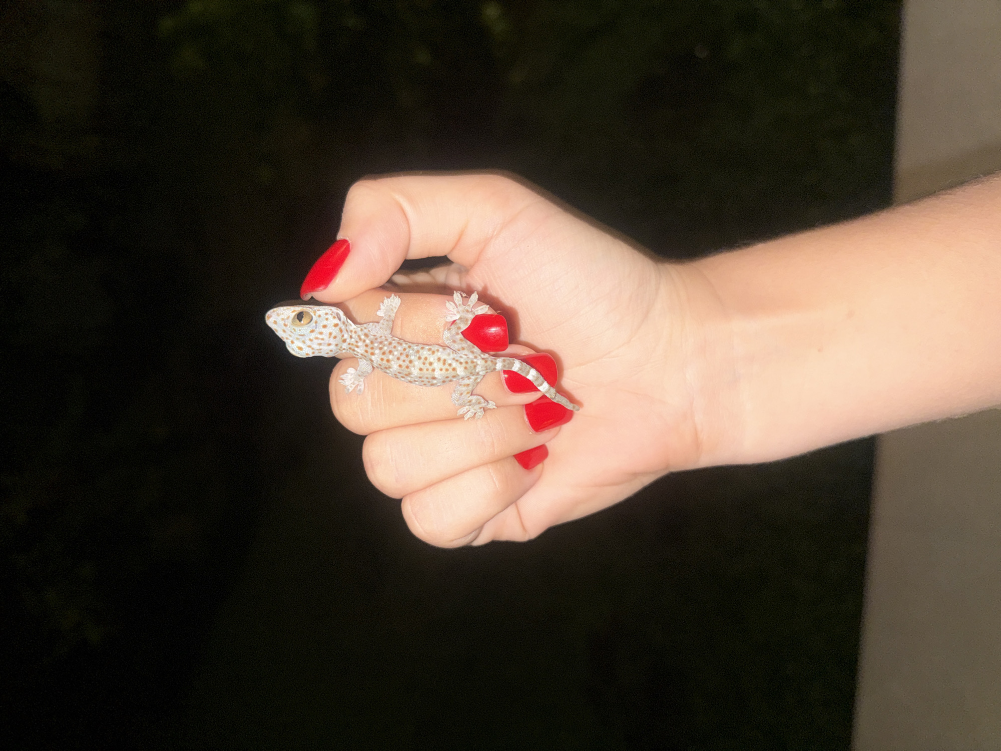 A hand, with red nail polish, is holding a gecko. The gecko is light gray in color with small brown spots and a striped tail. The location appears to be outdoors at night. This photo was taken in Tampaksiring, Indonesia.