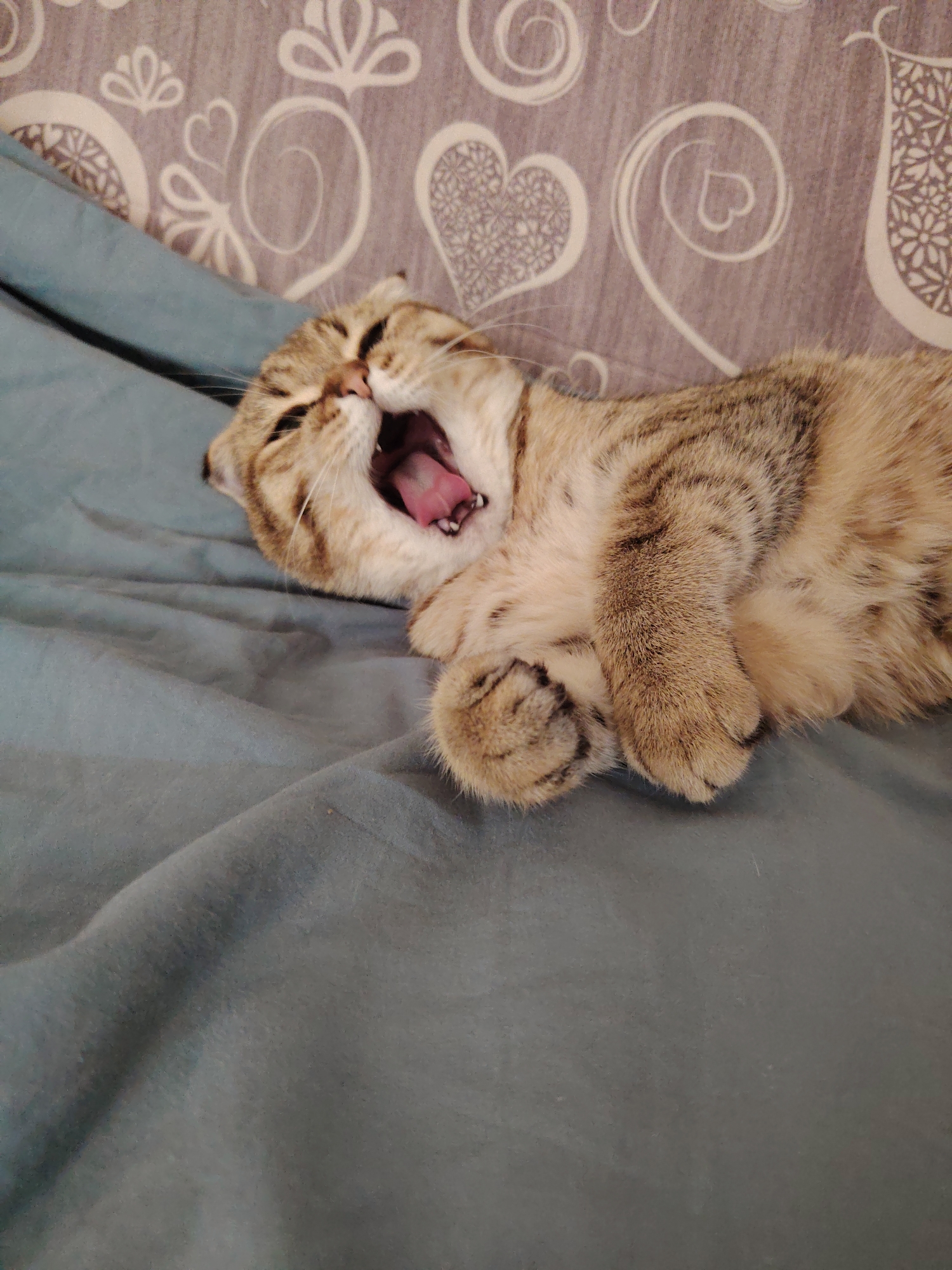 A tabby cat is captured mid-yawn while lying on a bed. The cat is positioned on its side with its mouth wide open, revealing its pink tongue and teeth. Its front paws are crossed over its chest, and its eyes are partially closed. The cat is lying on a textured blue blanket, and behind it, a patterned fabric in shades of grey and white is visible, featuring floral and heart designs. The image appears to be taken indoors, possibly in a bedroom, but no specific city or location is identifiable.