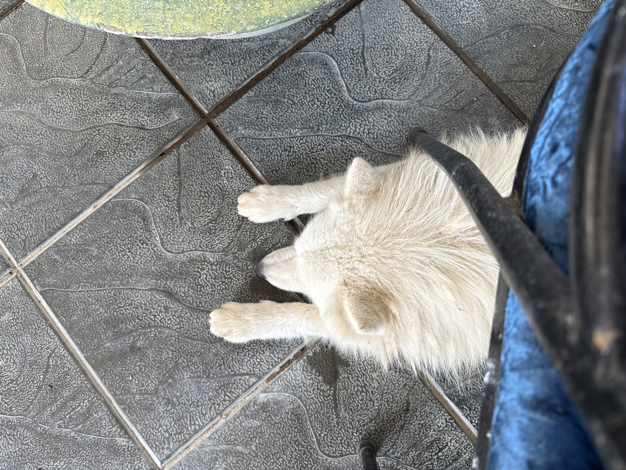 An overhead view captures a white, long-haired domestic dog resting on its back on a dark grey, textured tile floor. The dog's head is oriented away from the camera, with both front paws extended vertically upwards. The floor tiles feature a distinctive irregular, wave-like pattern with dark grout lines. To the lower foreground, a black metal furniture frame and a segment of blue upholstered material are visible. A portion of a curved, mottled green and yellow object is present along the right edge of the frame. The scene is located within a residential or commercial establishment in Nha Trang, Vietnam, likely an indoor or sheltered outdoor area.
