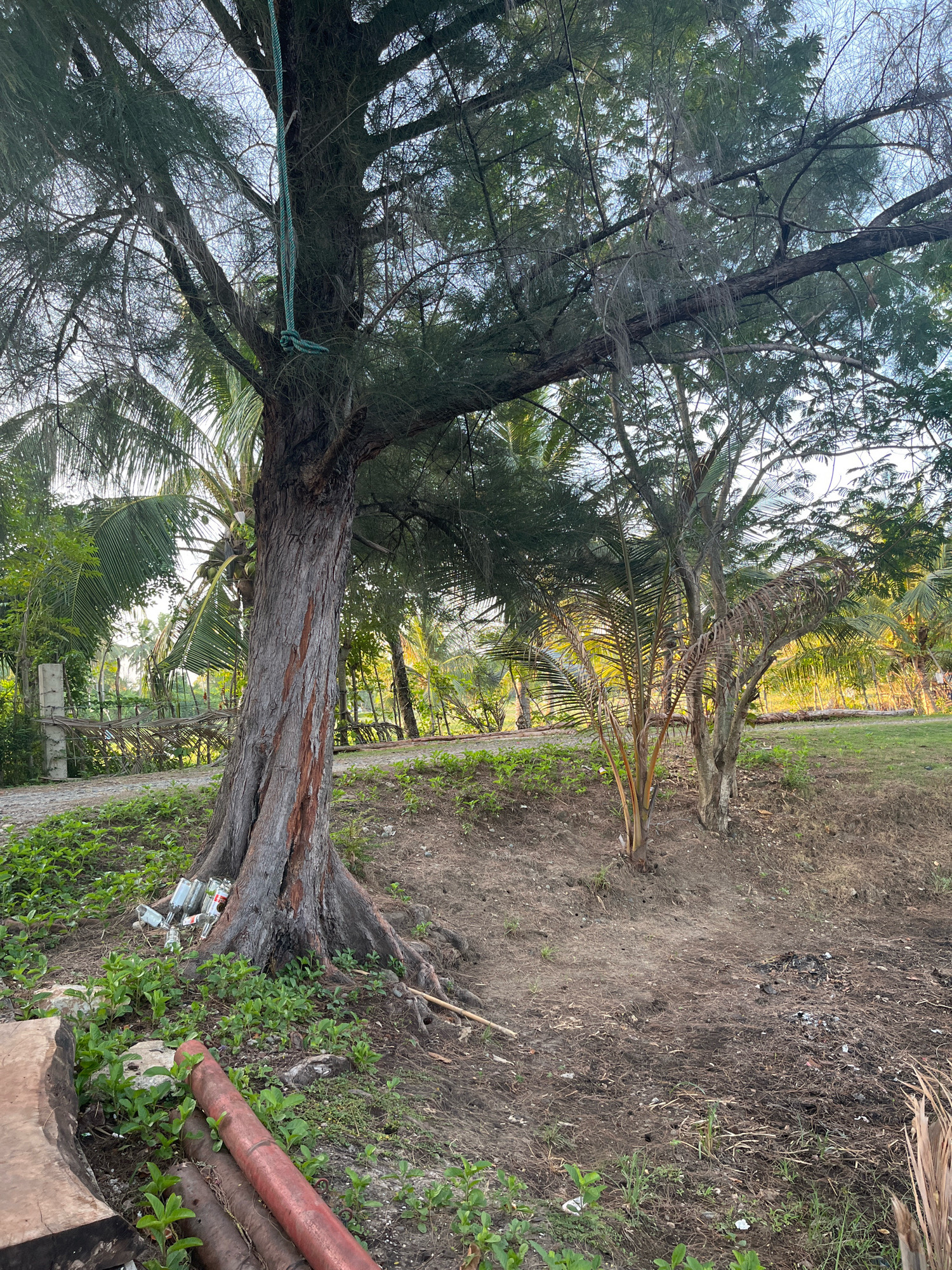 This image depicts an outdoor scene in Aneuk Paya, Indonesia, characterized by a tropical environment and signs of human presence. The focal point is a large tree with a thick, gnarled trunk and exposed roots, positioned in the foreground. A green rope is tied to one of its branches, suggesting it may have been used for recreation.
Surrounding the tree, the ground is a mix of dry earth, scattered pine needles, and patches of green grass and low-lying plants. To the left of the tree trunk, a pile of discarded glass bottles, some broken, is visible amongst the vegetation. In the immediate foreground, on the lower left, are pieces of cut wood, one of which is a large, roughly shaped plank, and several lengths of red and brown pipe.
In the background, a path or dirt road curves through the landscape. Beyond the road, a fence constructed of branches and posts separates the immediate area from a dense growth of palm trees and other tropical foliage. The sunlight filters through the leaves, casting a warm glow on the scene, indicating it is either early morning or late afternoon. The overall impression is one of a natural setting with elements of casual human activity and some litter.
