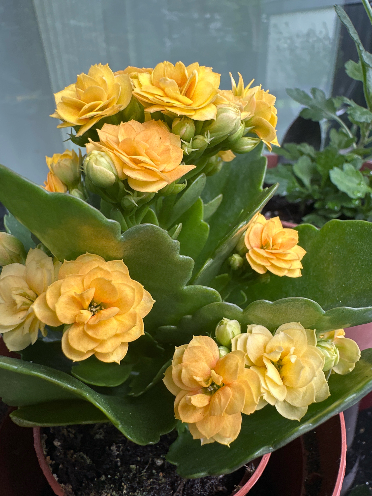 The image shows a close-up of a potted Kalanchoe plant with bright orange and yellow flowers. The flowers are double-petaled and appear to be in full bloom, with several buds also visible. The leaves are thick, succulent, and dark green with scalloped edges. The plant is in a terracotta-colored pot filled with dark soil. In the background, out of focus, are other plants and a window with a blue-gray hue. There is no indication of the city of Krefeld, Germany in the image.