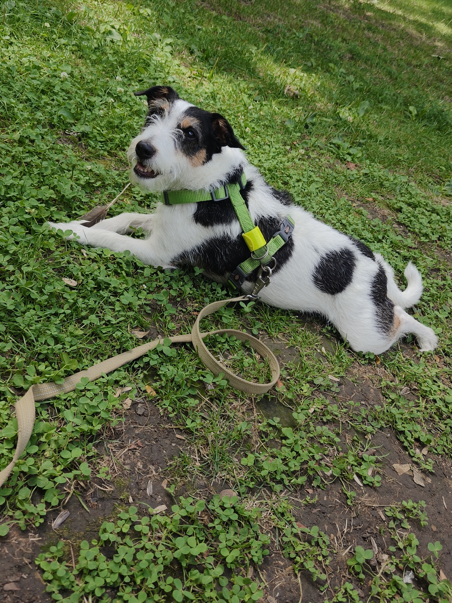 A medium shot shows a small, wiry-haired dog lying on its side in a patch of green clover and grass, with a dirt path visible to the right. The dog has a black and white coat with black spots and tan markings on its face. It is wearing a green harness with a yellow buckle and a leash that is looped on the ground in front of it. The dog's head is turned to its left, and its mouth is slightly open, with its tongue visible. A single feather lies on the ground next to its front left paw. The background is out of focus, showing more grass and trees. The lighting suggests it is daytime.