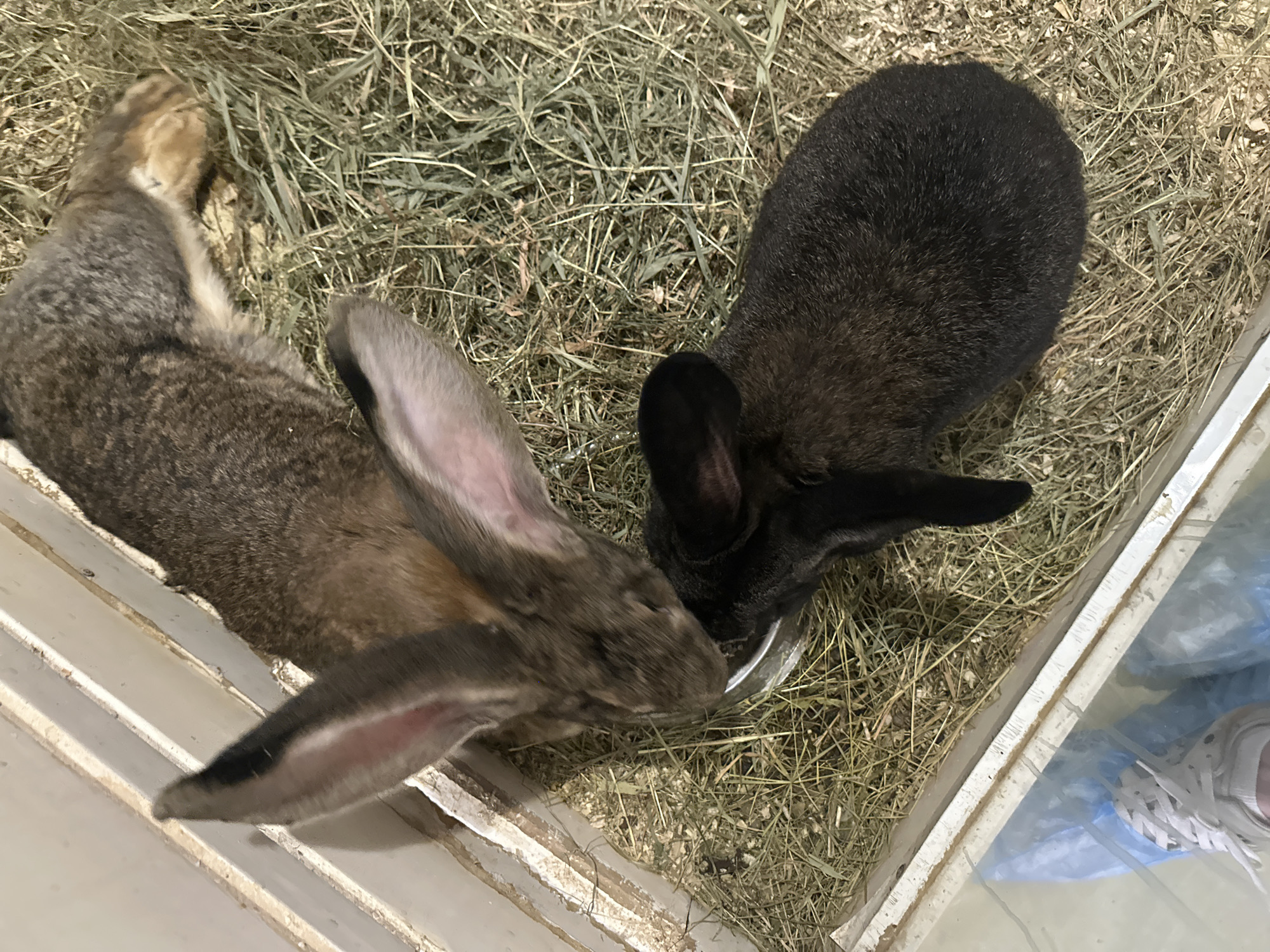 In an enclosed enclosure filled with hay and wood shavings, two rabbits are eating from a shared food bowl. One rabbit, larger and predominantly brown with lighter tan markings, is reaching its head into the bowl. Its long ears are pointed upwards, one of which is partially visible. The second rabbit, smaller and entirely black, is also positioned over the bowl, its head and ears obscured by the larger rabbit and the bowl itself. The enclosure appears to be made of white wood or plastic. In the lower left corner of the frame, a person's foot wearing a white athletic shoe and covered by a blue plastic shoe cover is visible, indicating the presence of a human observer or caregiver. The scene is indoors, and the lighting suggests it is daytime, though no specific location in Kyiv, Ukraine, can be determined from the image alone.