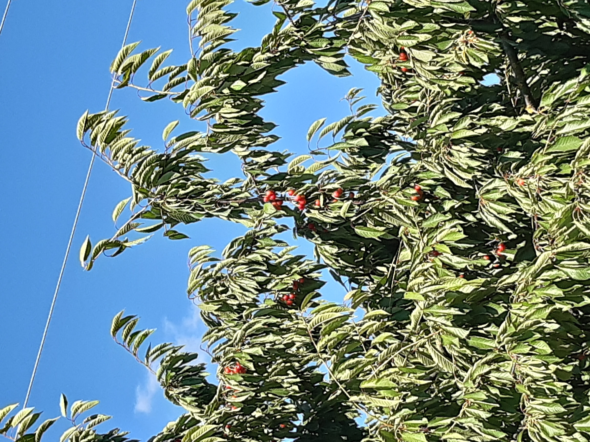 This media file depicts a close-up view of a cherry tree laden with ripe, red cherries, set against a clear blue sky. The image is dominated by the vibrant green foliage of the tree, with individual leaves rustling, suggesting a gentle breeze. The cherries are scattered throughout the branches, some in small clusters, adding pops of red color to the verdant scene. A thin, white wire runs diagonally from the upper left corner of the frame, indicating the presence of human infrastructure, possibly power lines or a fence, in the vicinity. The bright sky and the appearance of the fruit suggest it is daytime, likely a sunny day given the clear blue hue. The scene evokes a sense of nature's bounty and the fresh, ripe quality of the cherries. While there are no people visible, the presence of the fruit implies it is harvest season or approaching it. The location context provided is Kavetchyna, Ukraine, which grounds the image in a specific geographical setting. No visible text is present in the media file.